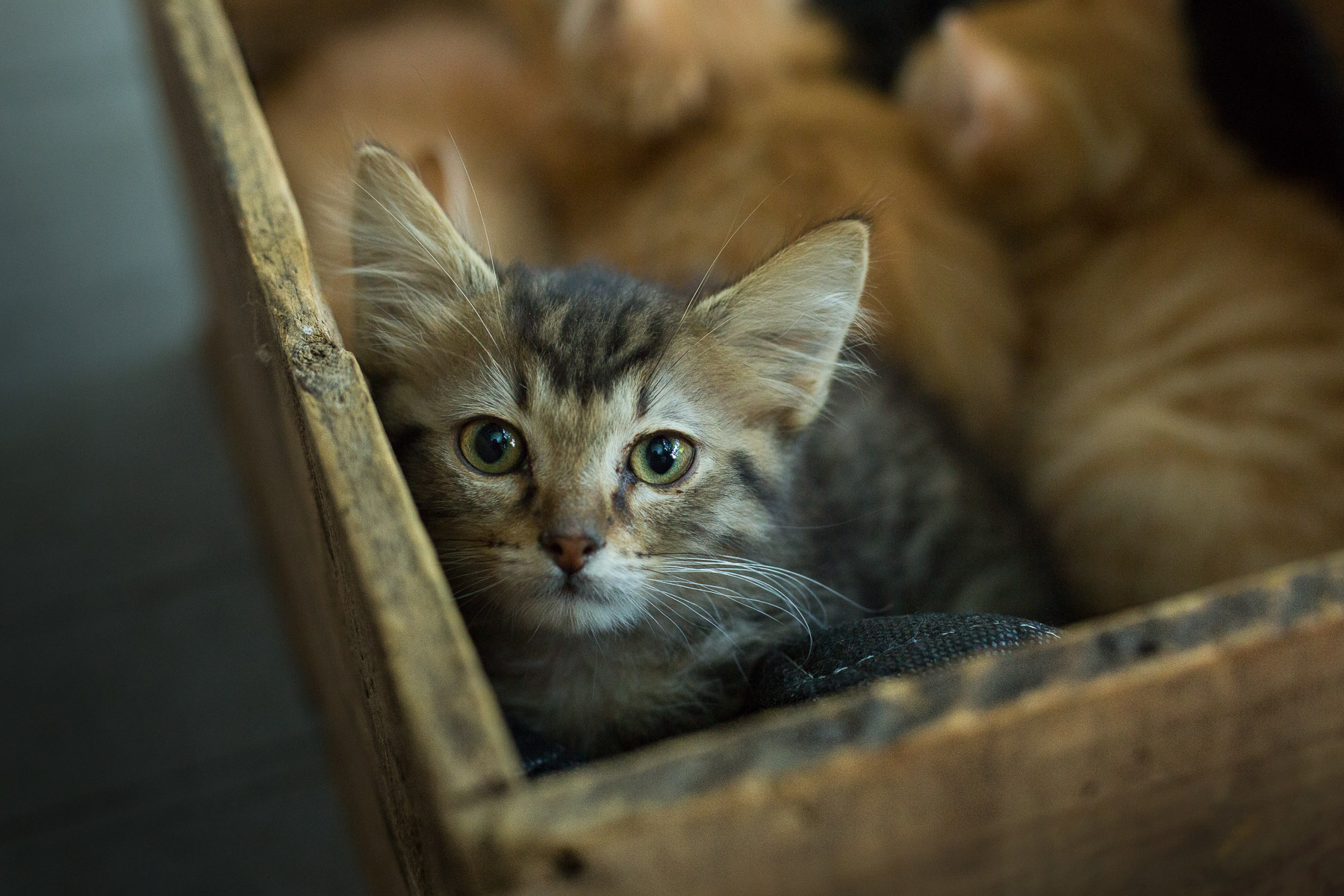 box-with-cat-litter-baby-cats-animal-photographer-cat-looking-camera.jpg
