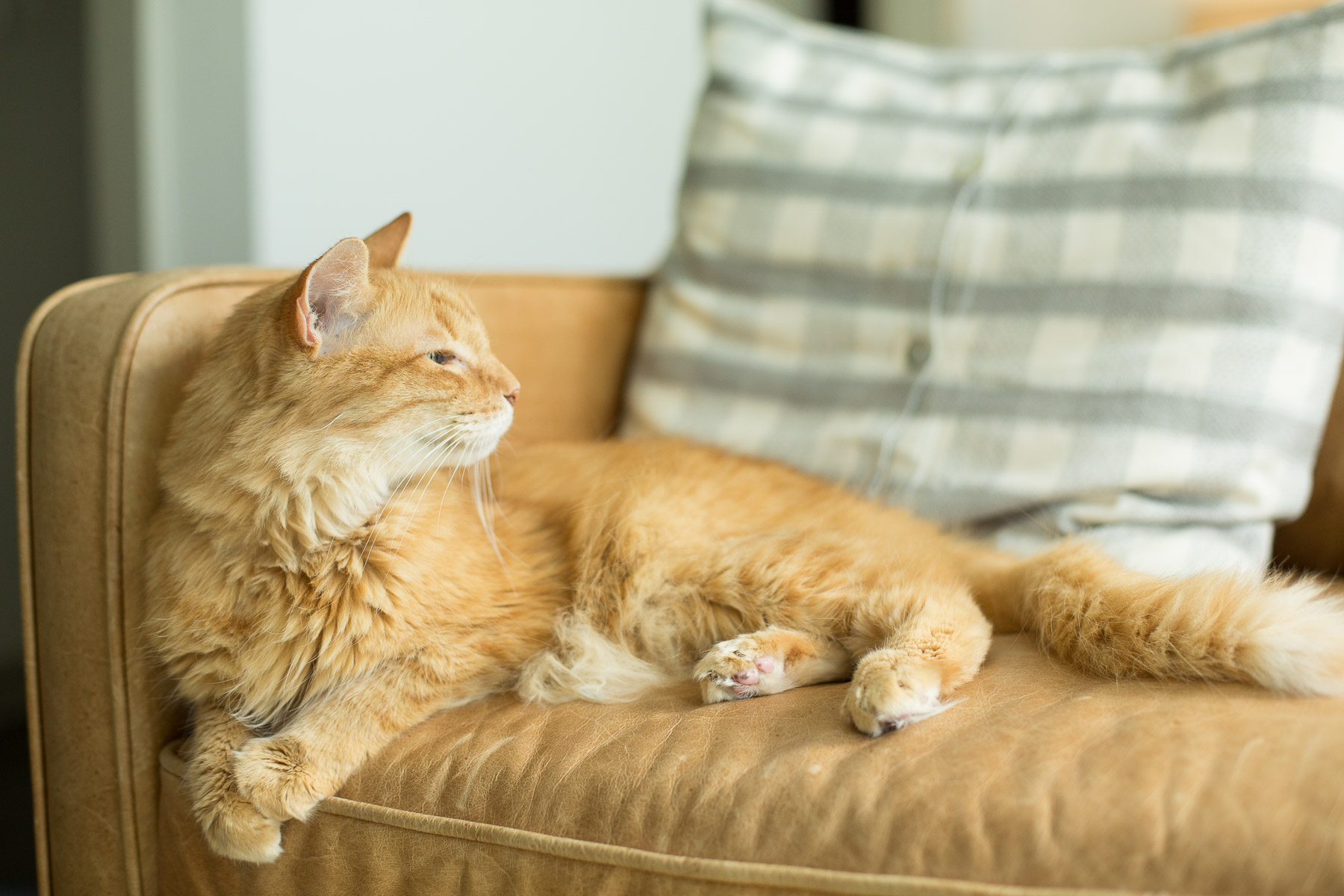 cat-on-sofa-lifestyle-animal-photographer.jpg