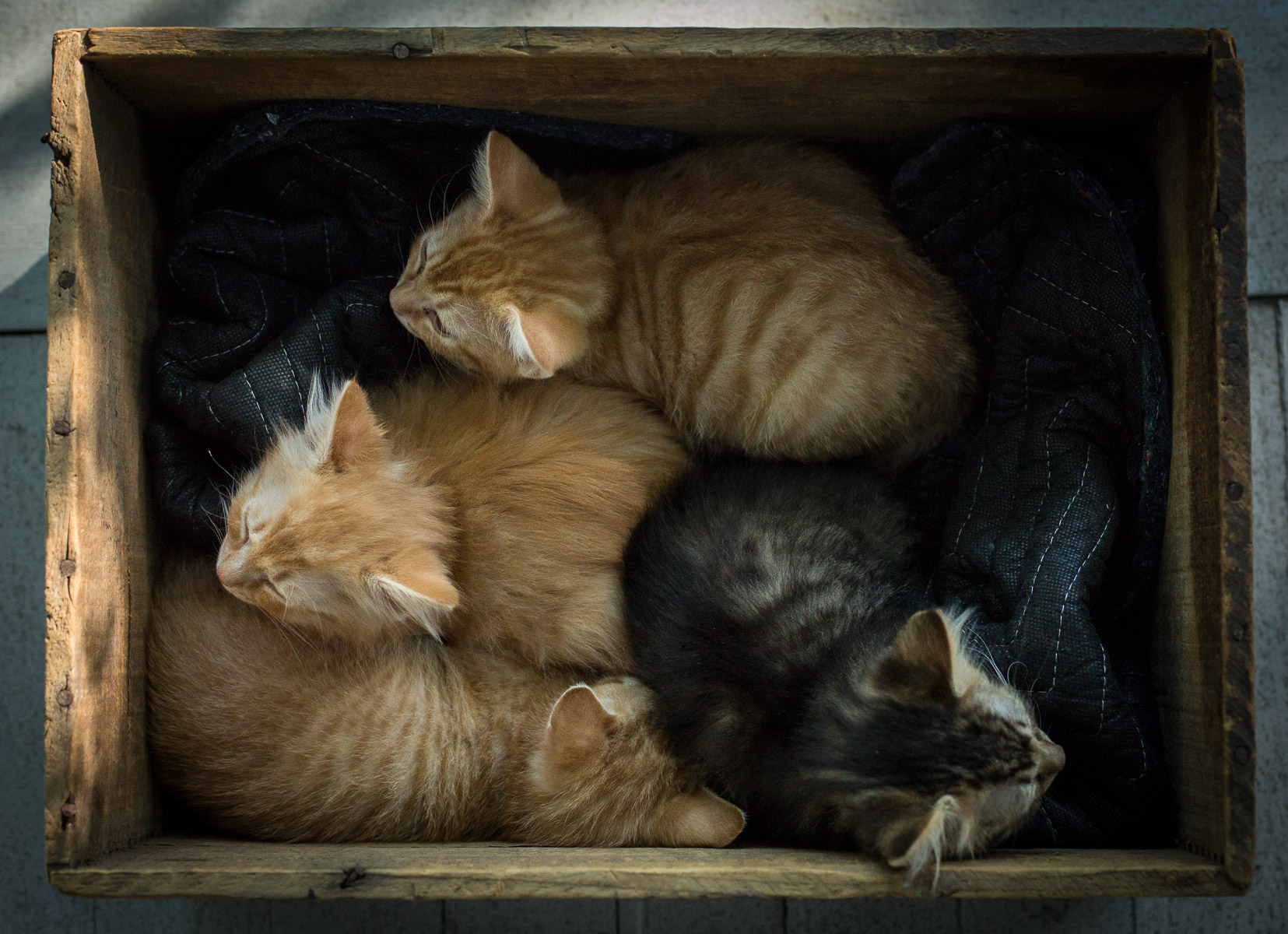 box-with-cat-litter-baby-cats-animal-photographer.jpg