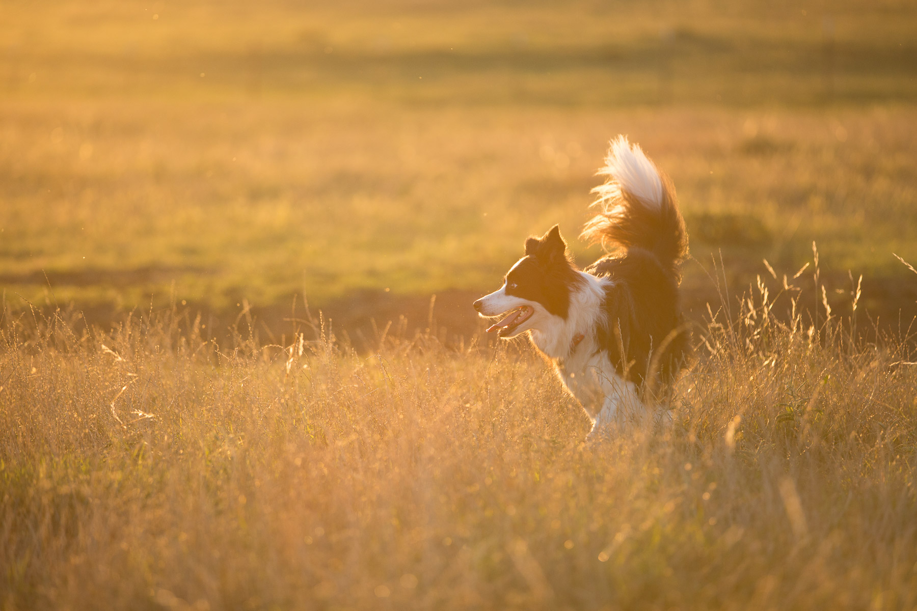dog-border-collie-running-field-sunset-dog-photography.jpg