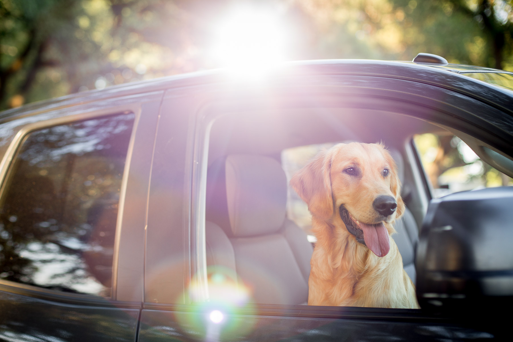 dog-golden-retriever-puppy-head-out-window-car-dog-photography.jpg