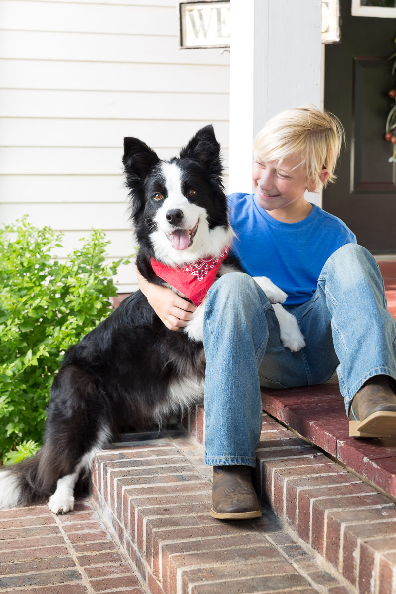 border collie bandana