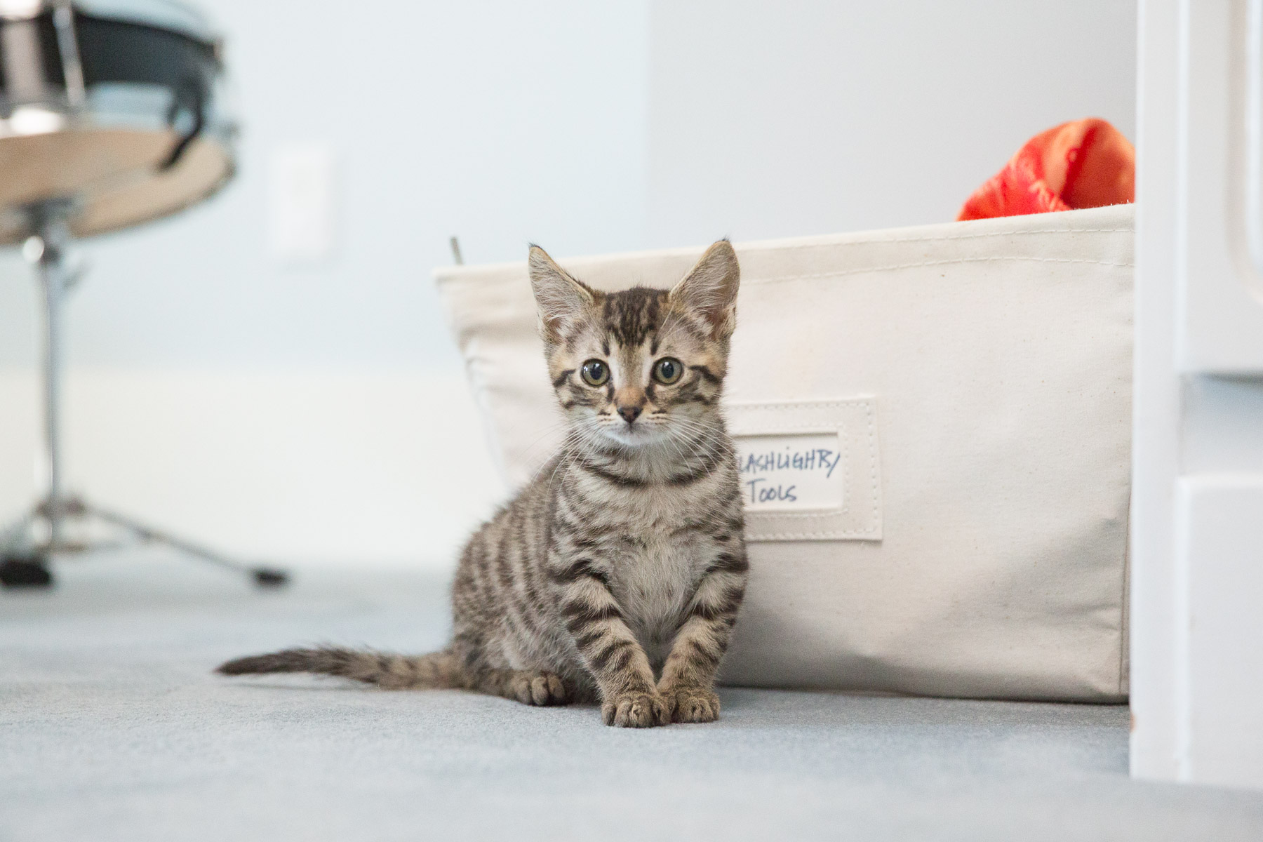 little-cat-bedroom-looking-camera.jpg