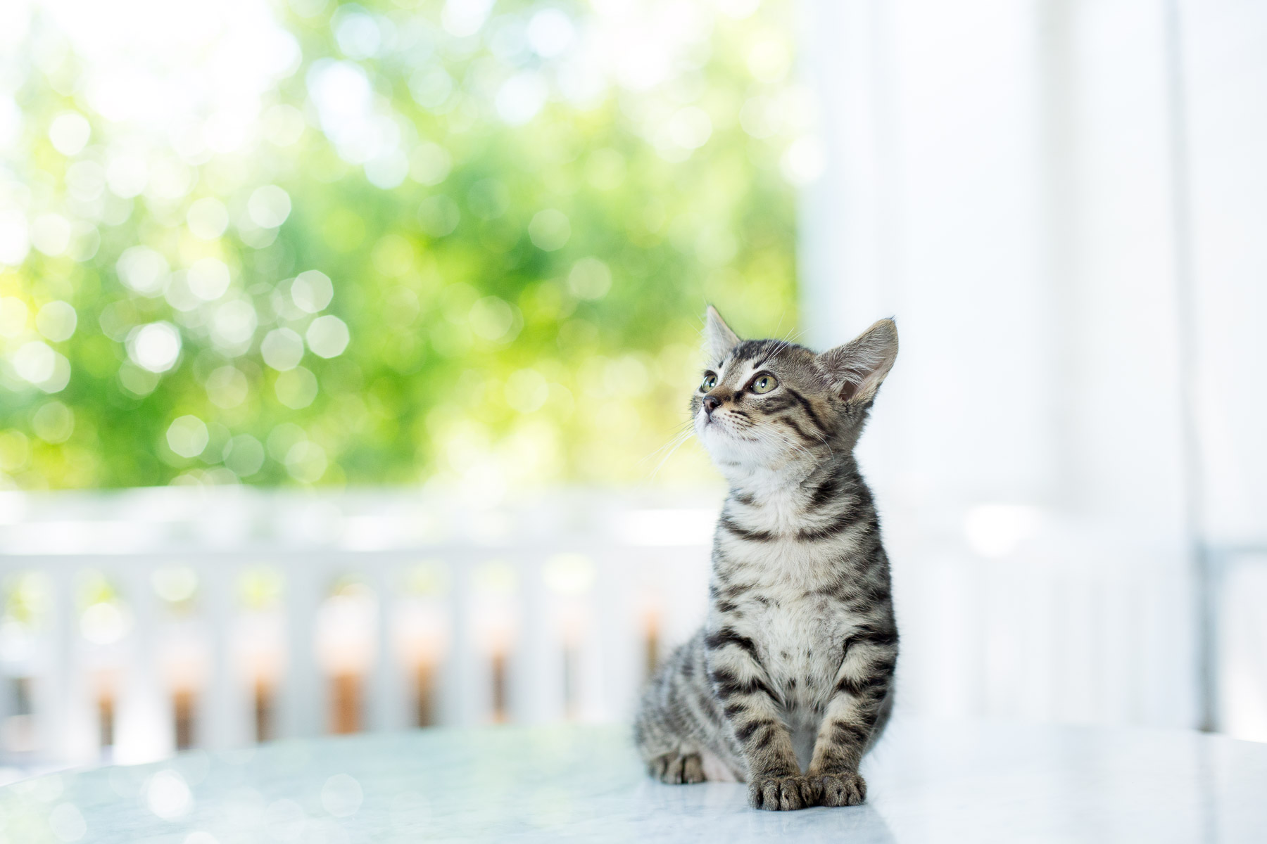 little-kitty-cat-portrait-animal-photographer.jpg