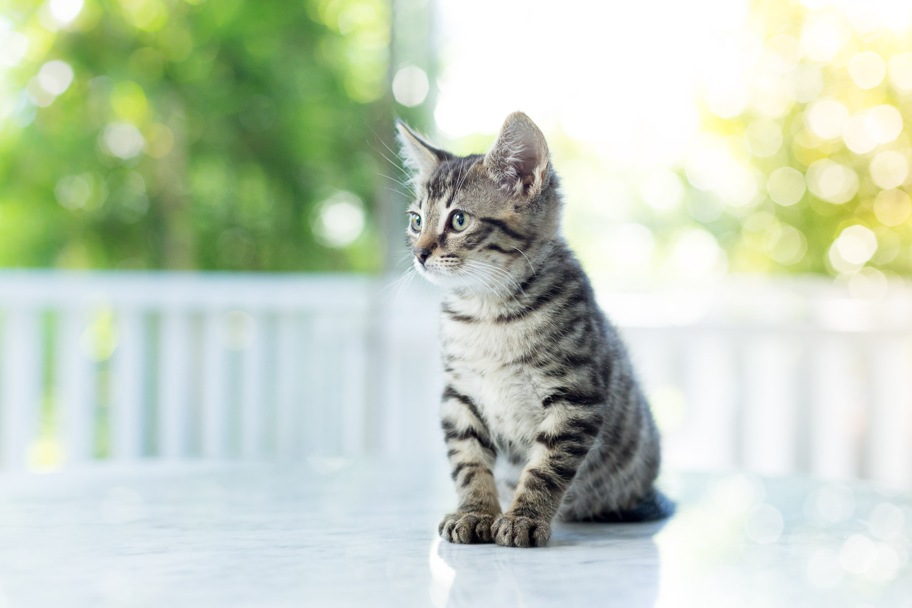 little-kitty-cat-portrait-animal-photography.jpg
