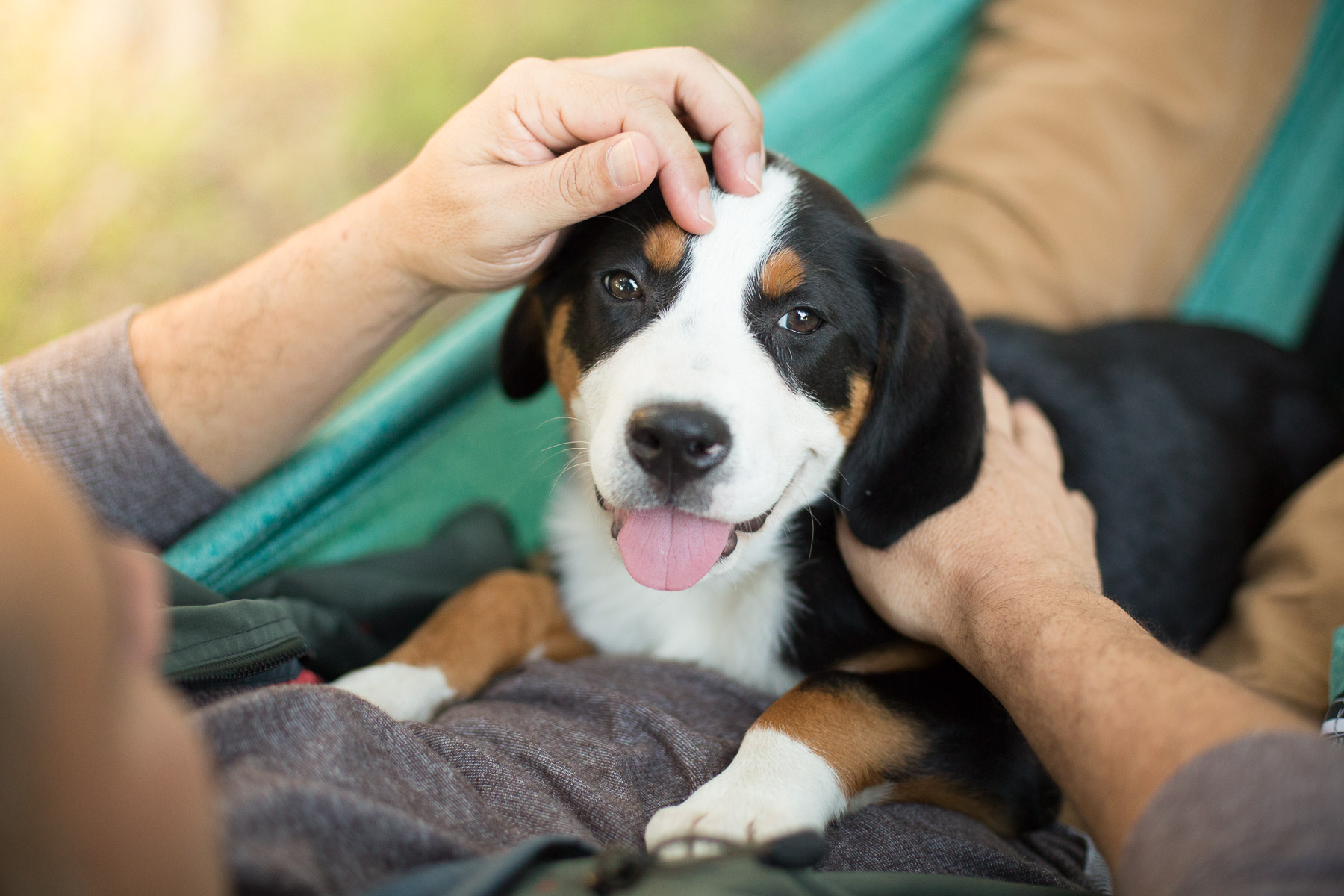 portrait-dog-puppy-swiss-bernese-on-hammock-camping-dog-photography.jpg