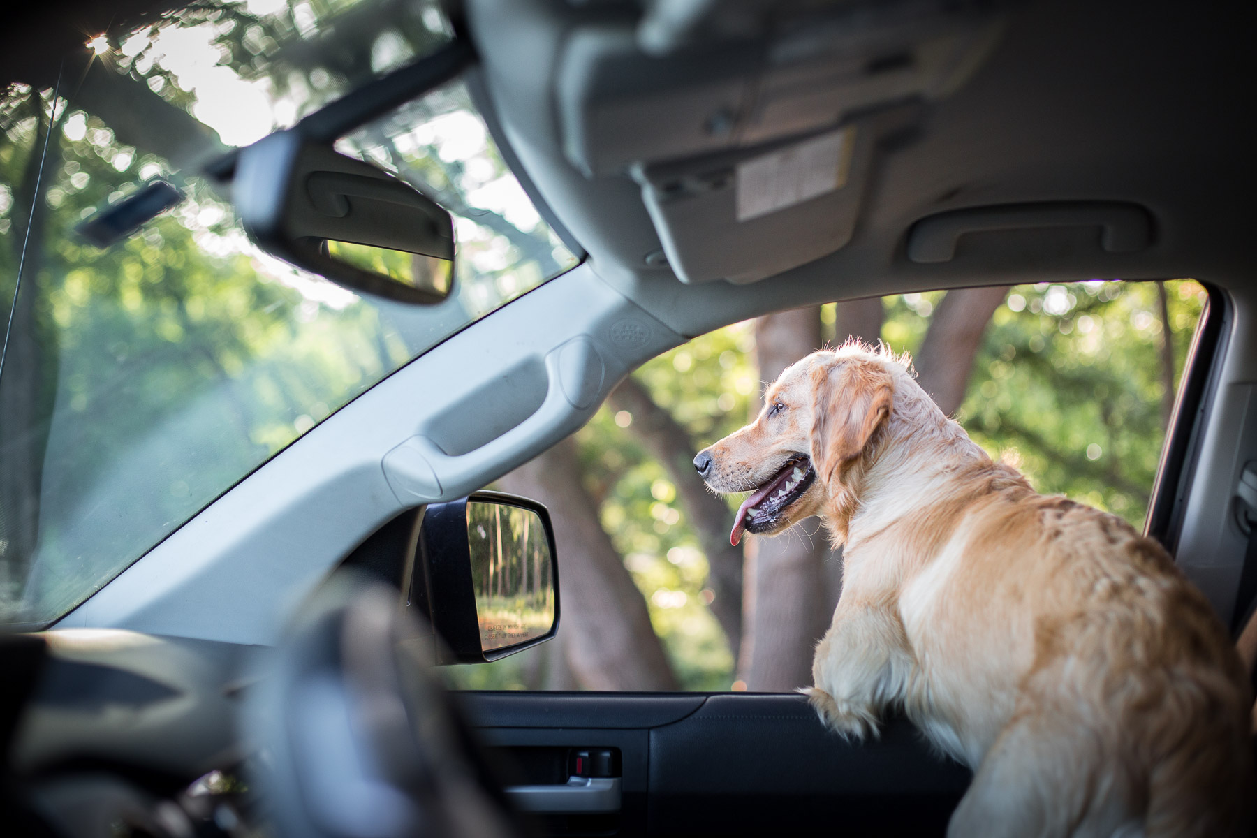 dog-golden-retriever-puppy-looking-out-car-window.jpg