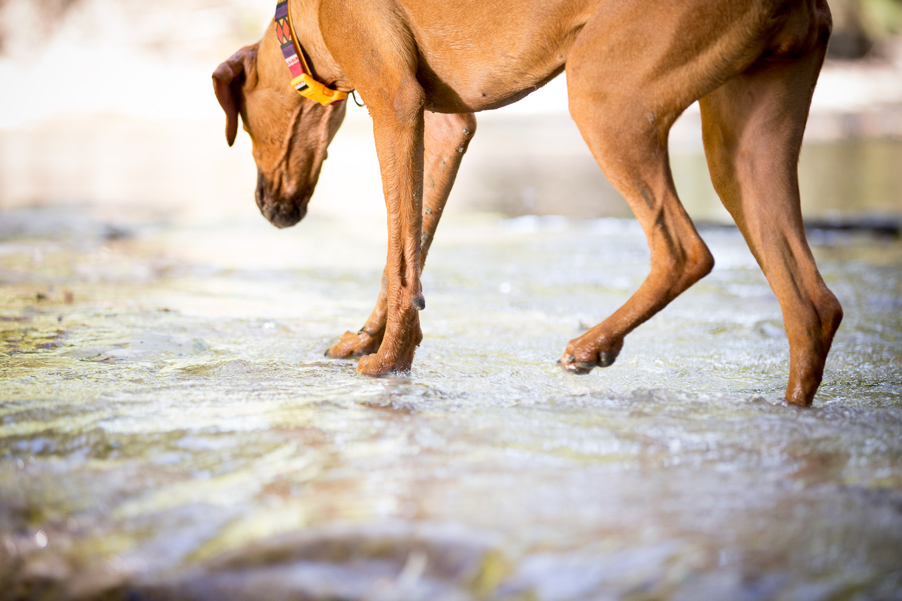 dog-legs-paws-in-the-water-hicking-river.jpg
