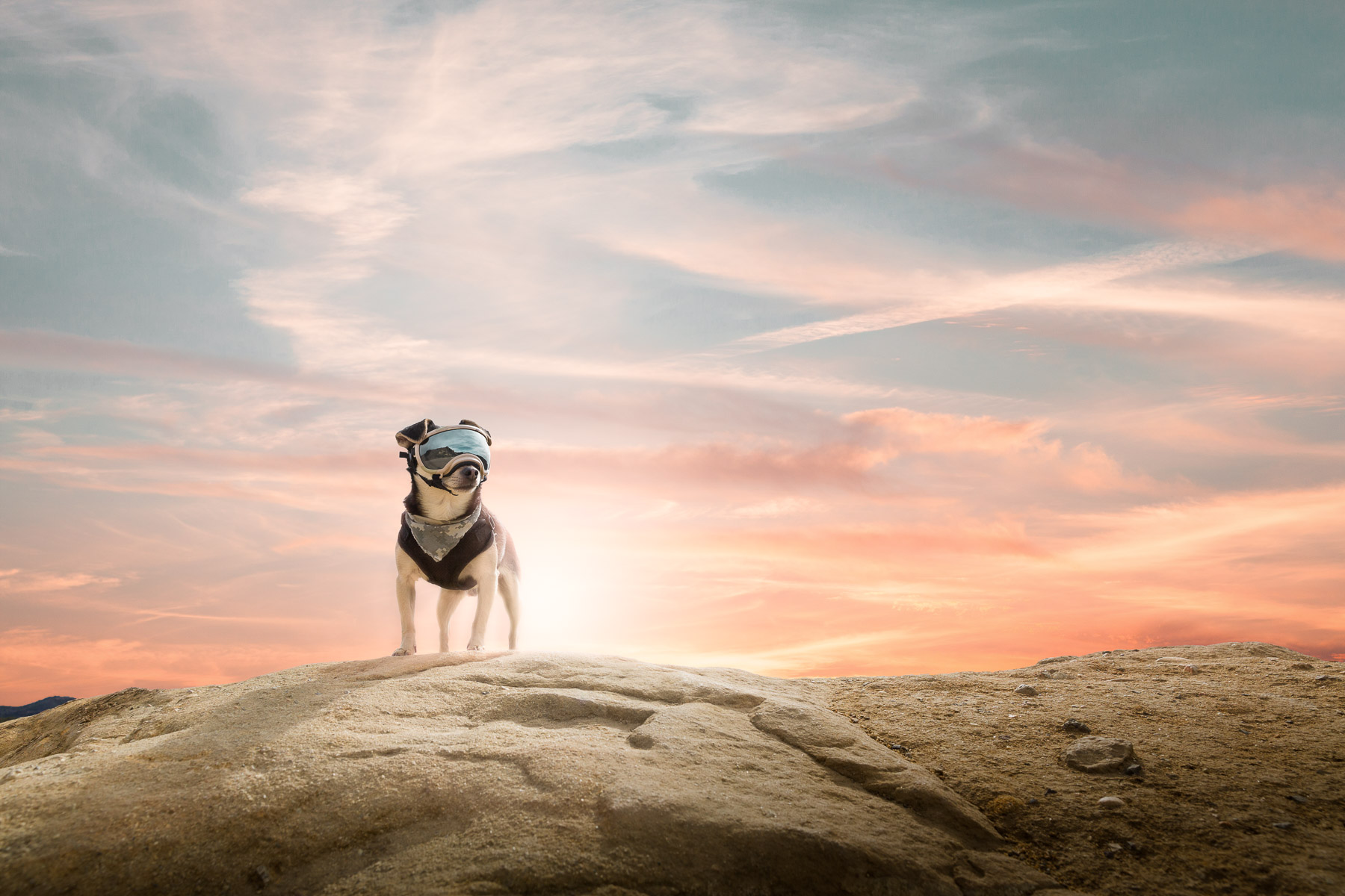 AliciaRiusPhotography-dog-on-rock-sunset-dog-photography.jpg