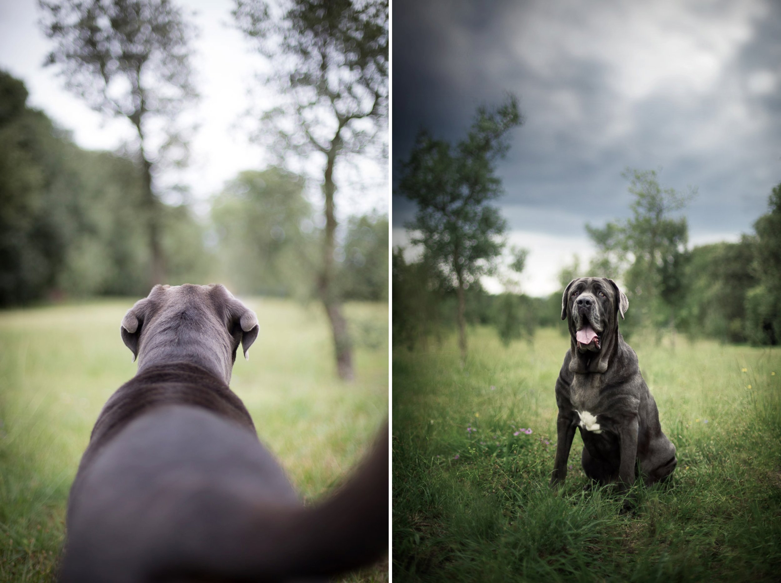 dog-photographer-bullmastiff-landscape-portrait.jpg