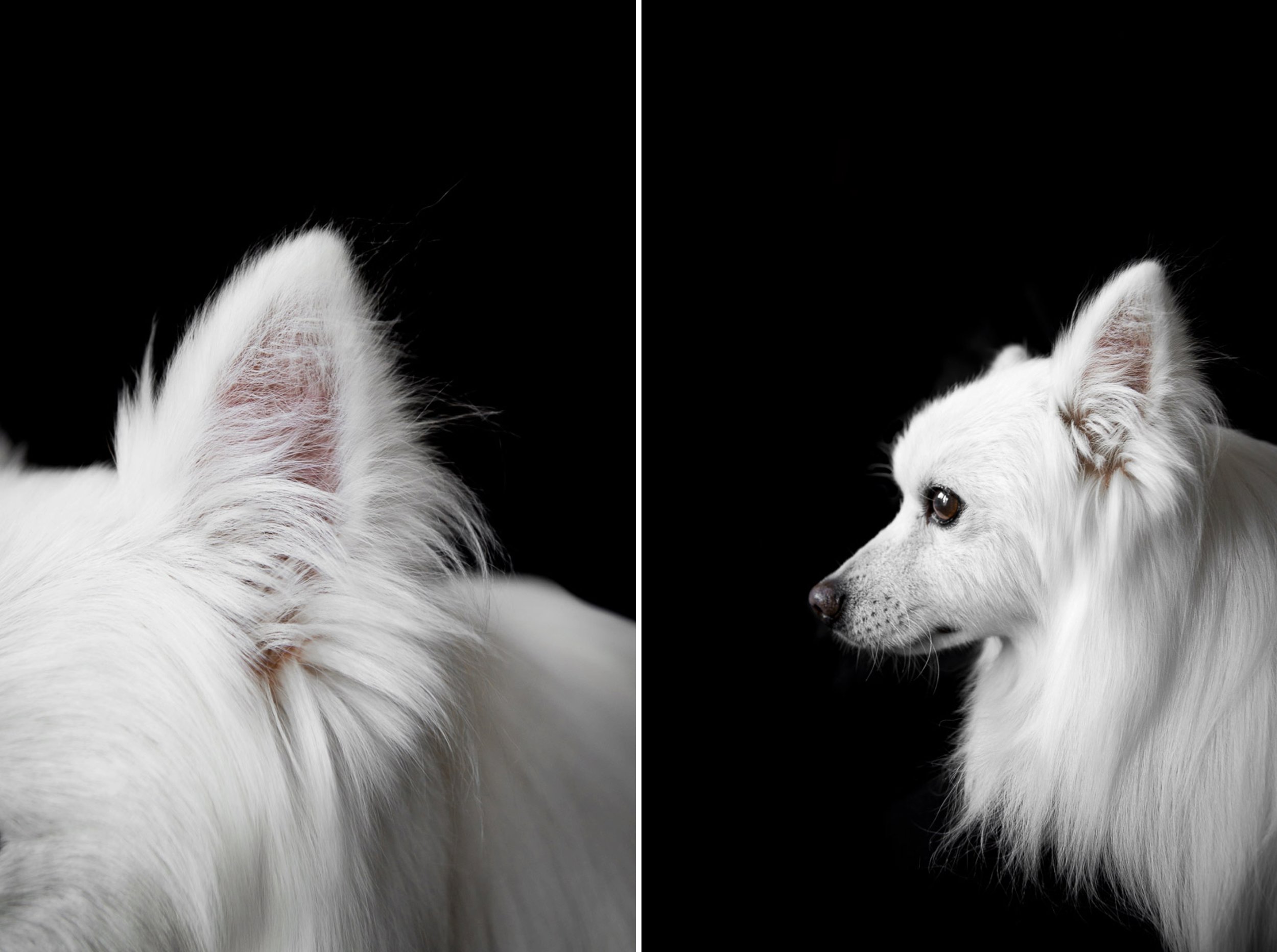 american-skimo-profile-dog-portrait-dog-photographer.jpg