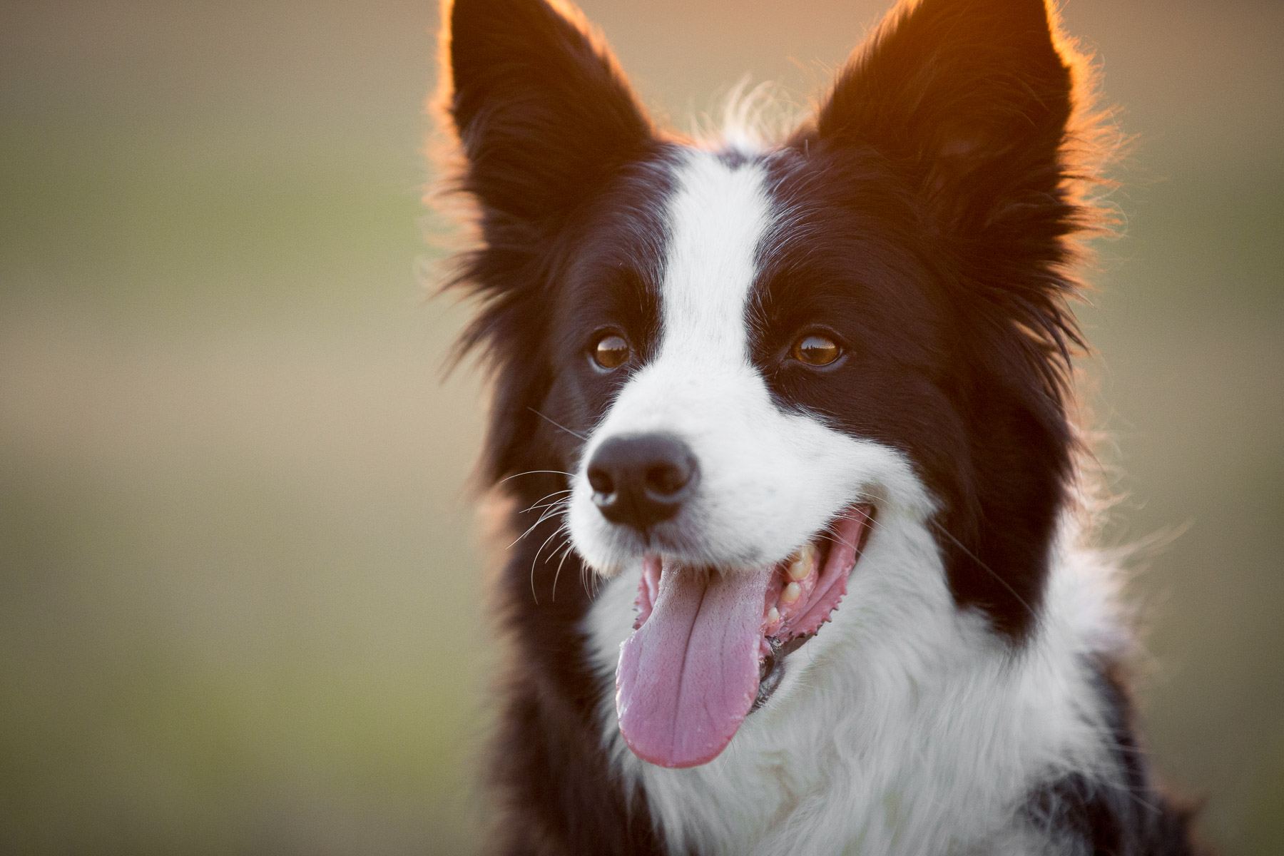 natures-recipe-border-collie-dog-photo-dog-portrait-photography-closeup.jpg