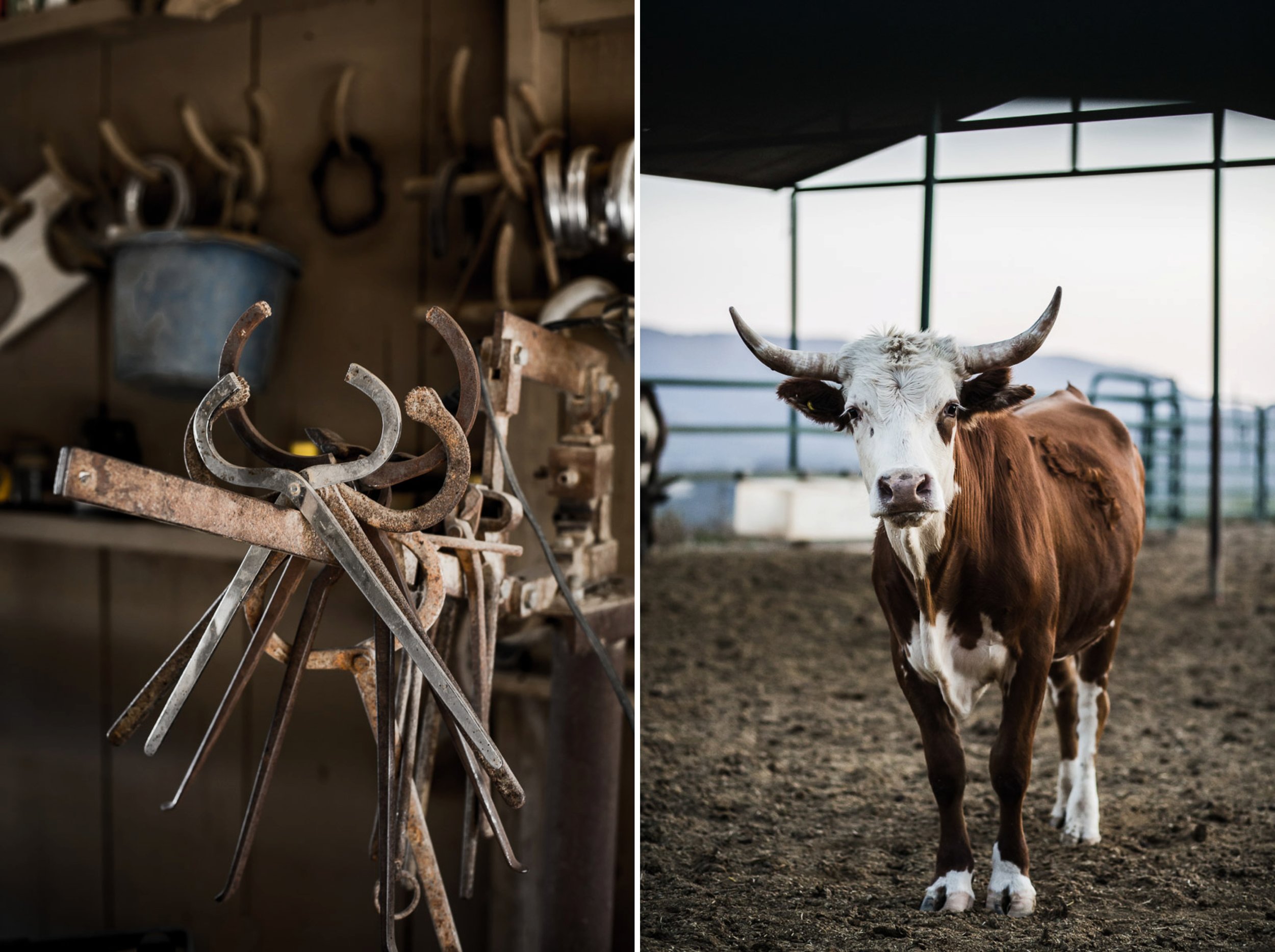 farm-photos-cow-portrait.jpg