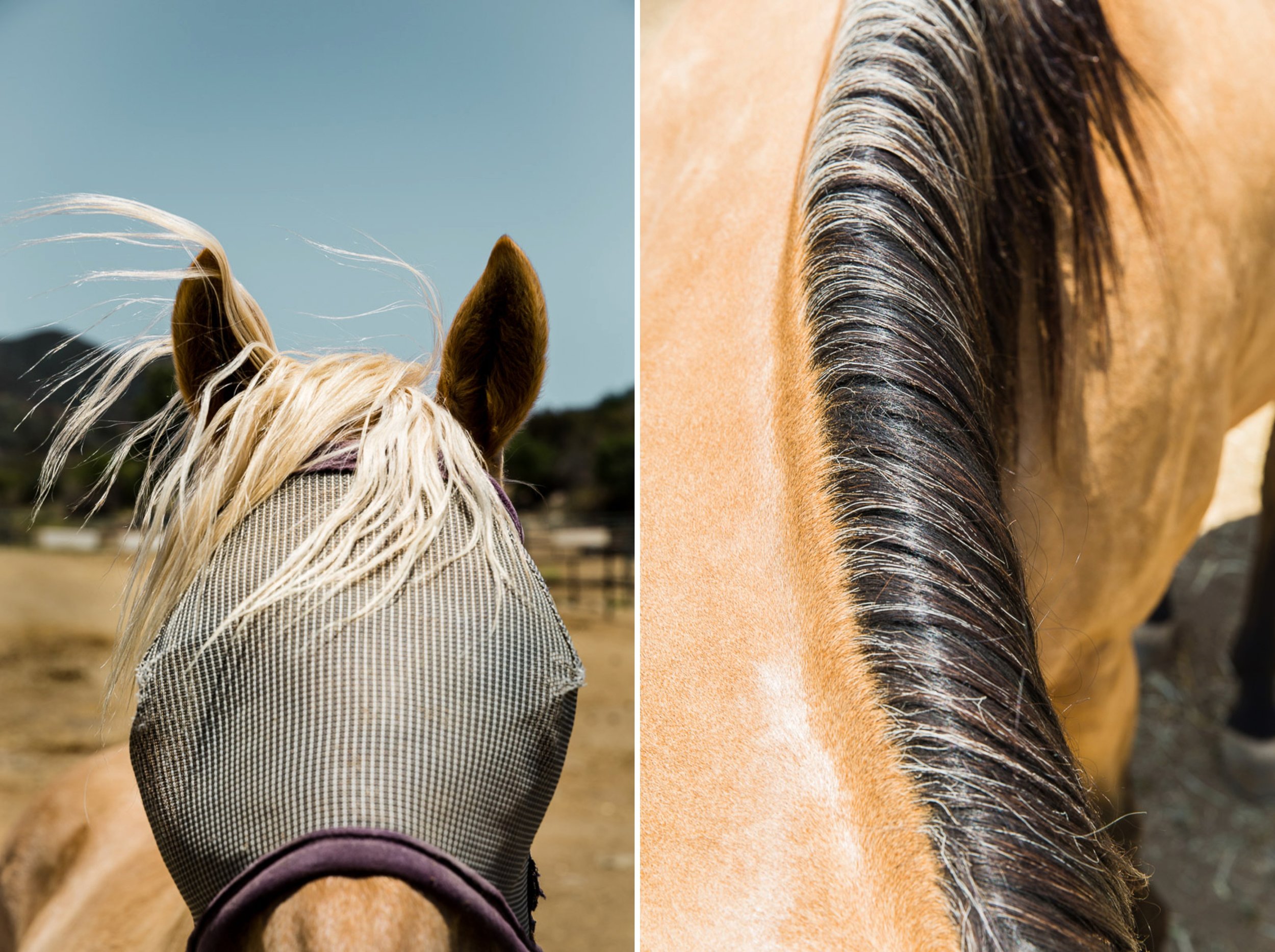 horse-photography-equine-photos-ranch.jpg