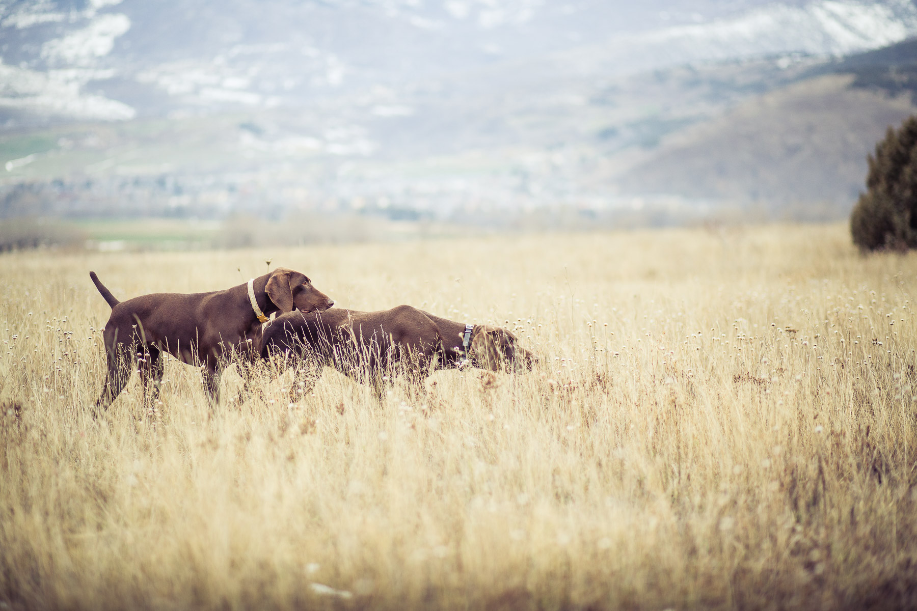 2dog-lifestyle-photographer-hunter-dogs-fetching-pheasants-nature-outdoors-bloodhounts-.jpg