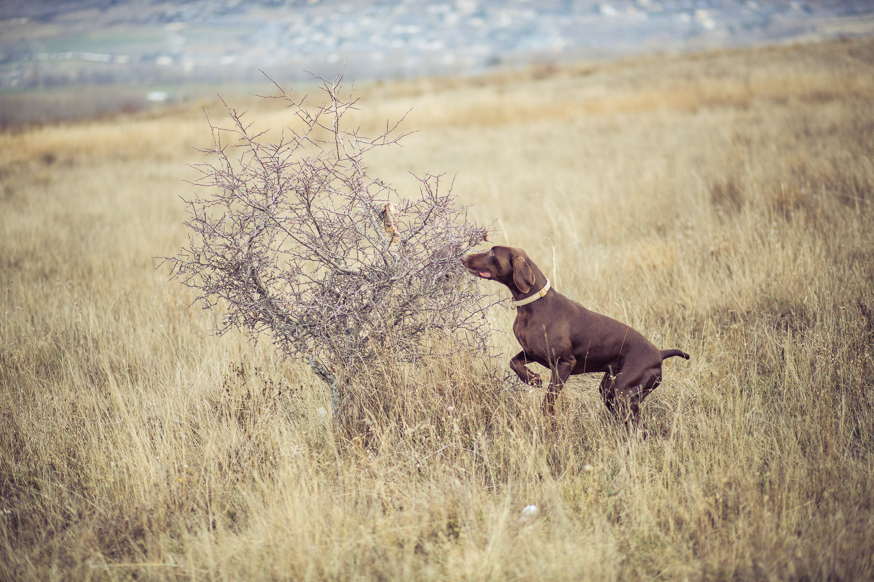 6dog-lifestyle-photographer-hunter-dogs-fetching-pheasants-nature-outdoors-bloodhounts-.jpg