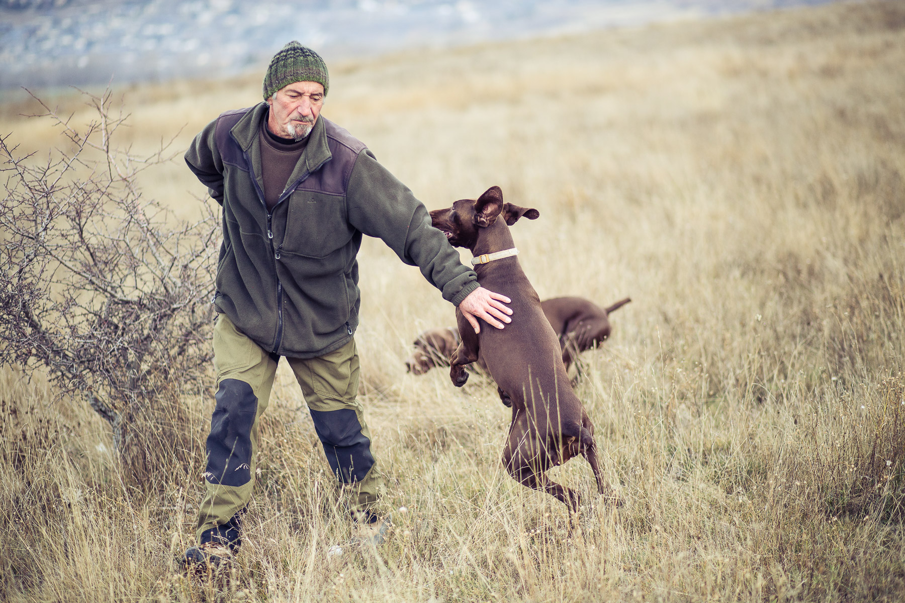 7dog-lifestyle-photographer-hunter-dogs-fetching-pheasants-nature-outdoors-bloodhounts-.jpg