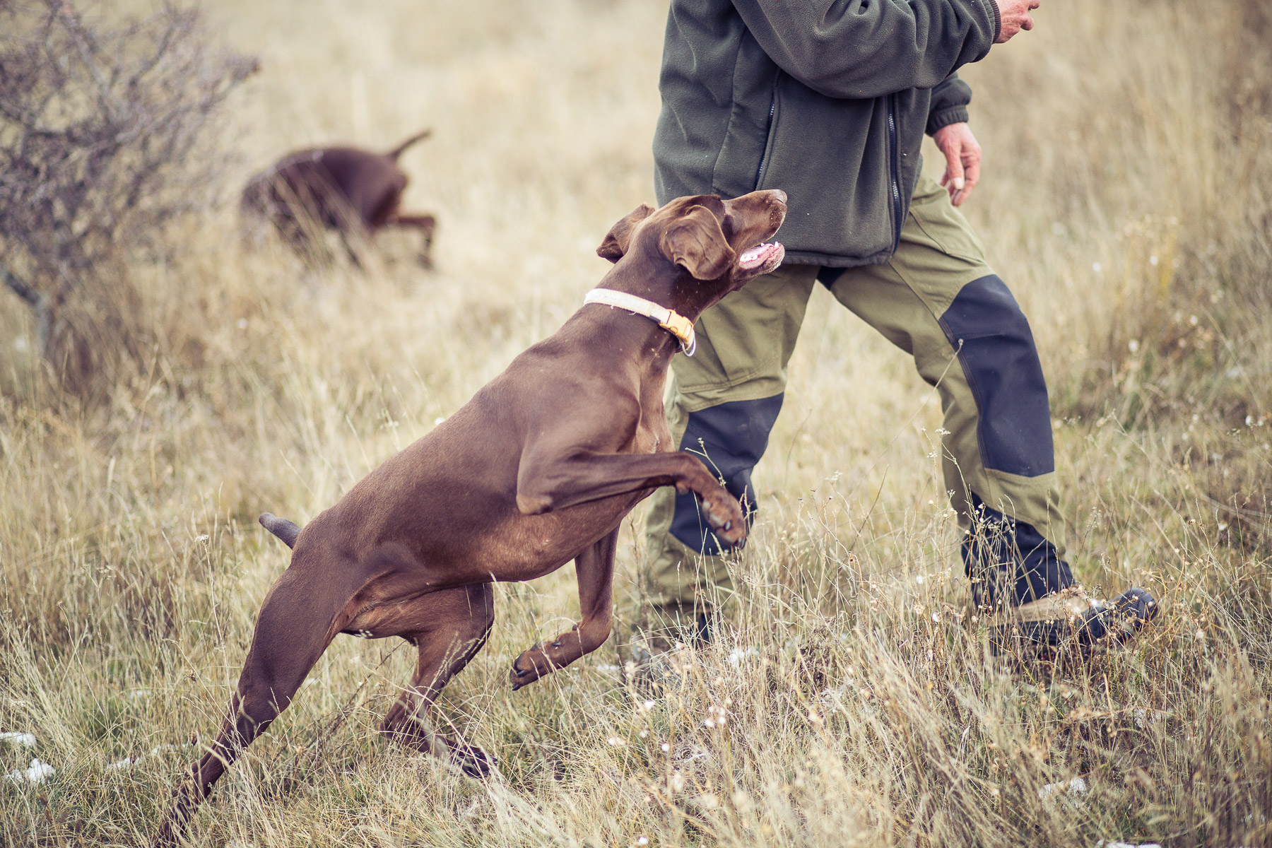 8dog-lifestyle-photographer-hunter-dogs-fetching-pheasants-nature-outdoors-bloodhounts-.jpg