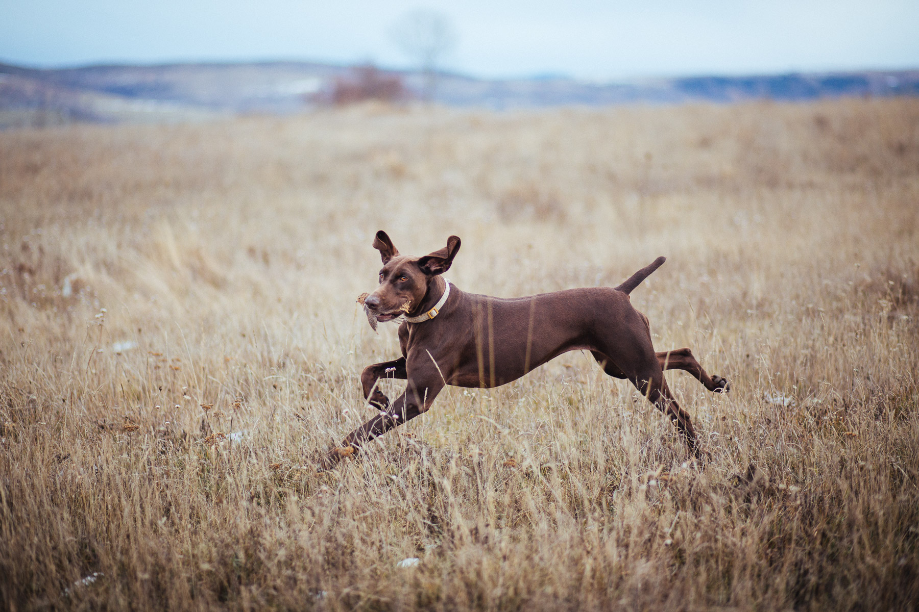 10dog-lifestyle-photographer-hunter-dogs-fetching-pheasants-nature-outdoors-bloodhounts-.jpg