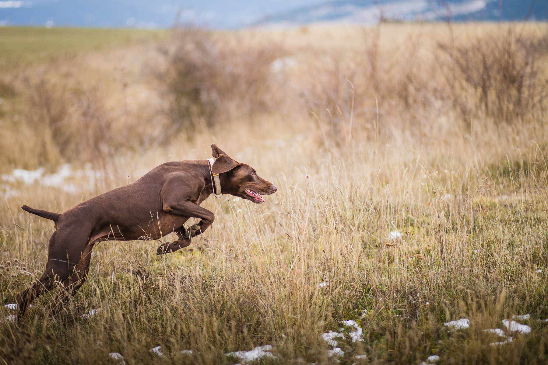 15dog-lifestyle-photographer-hunter-dogs-fetching-pheasants-nature-outdoors-bloodhounts-.jpg