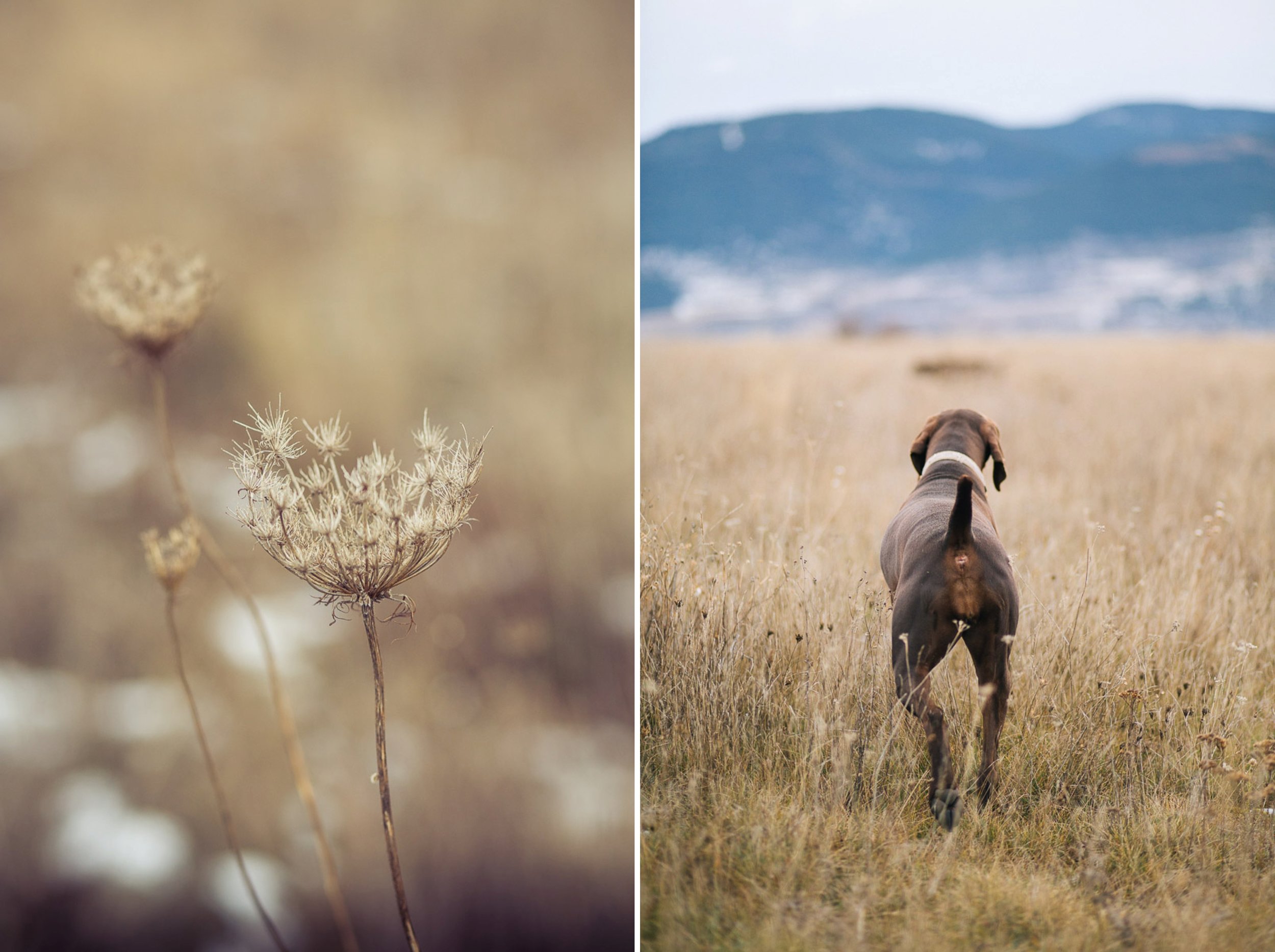 dog-lifestyle-photographer-hunter-dogs-fetching-pheasants-nature-outdoors-bloodhounts-5.jpg