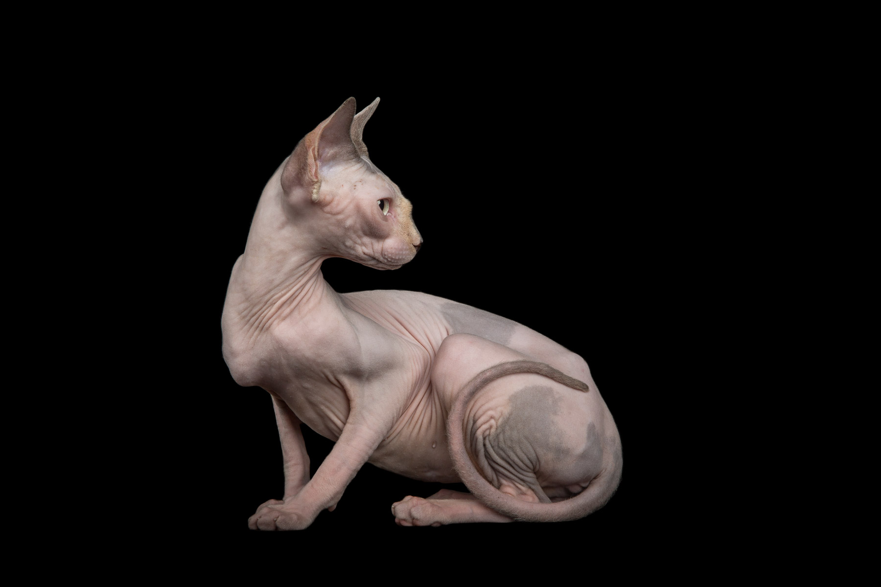 4Sphynx-cat-hairless-cat-photographer-pets-alicia-rius.jpg.