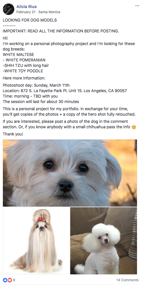 One of the many "Call for dog models" posts I posted on Facebook