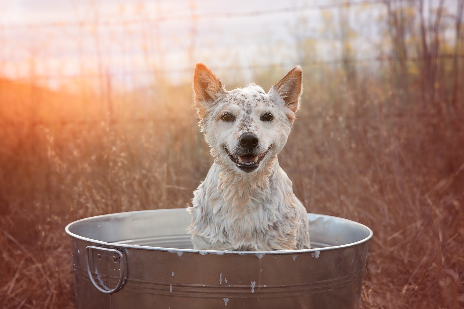 cattle-dog-having-a-bath-outdoors-dog-animal-photographer-sunset-happy-pet.jpg