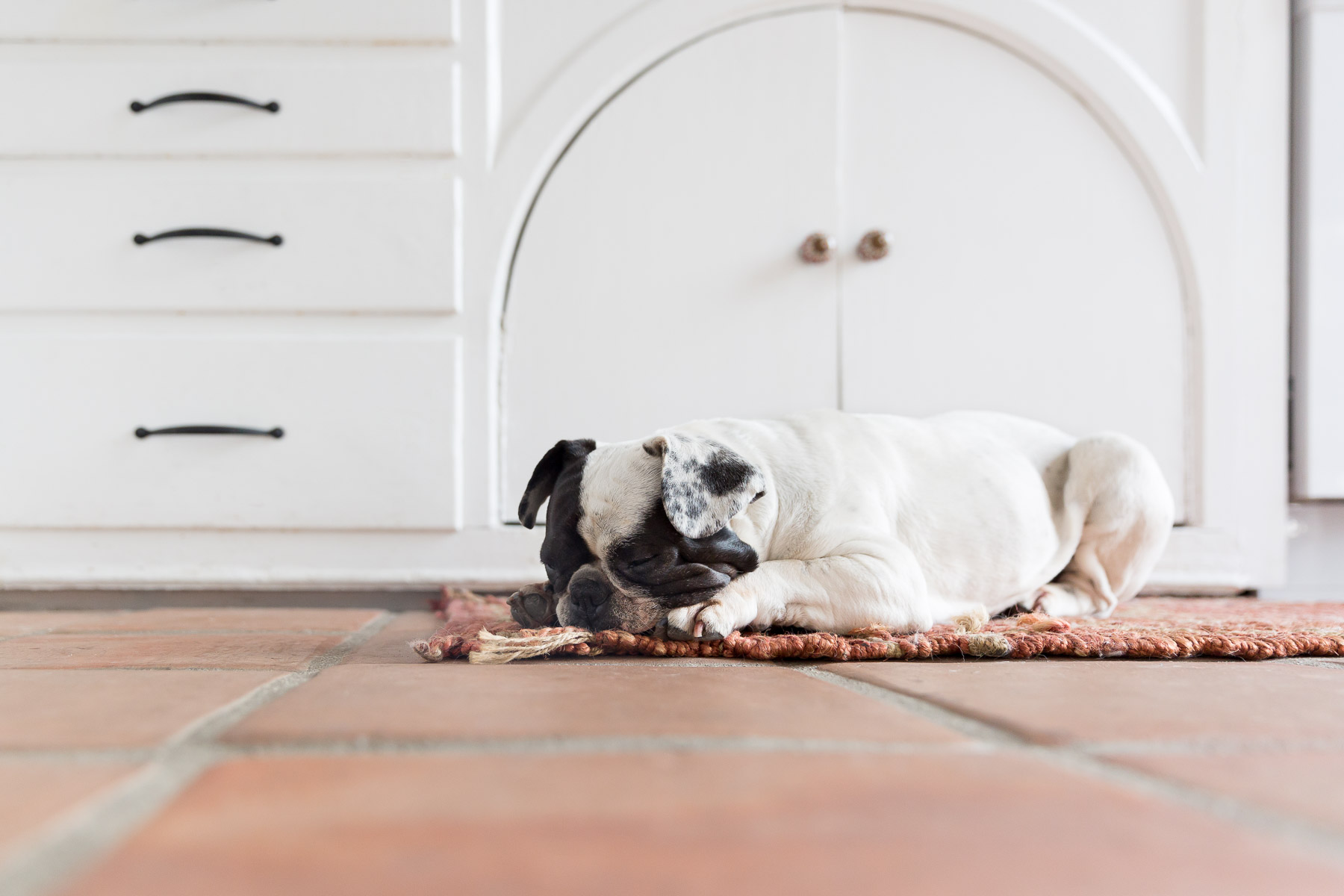 french-bulldog-sleeping-on-rug-dog-photo-pet-photographer.jpg