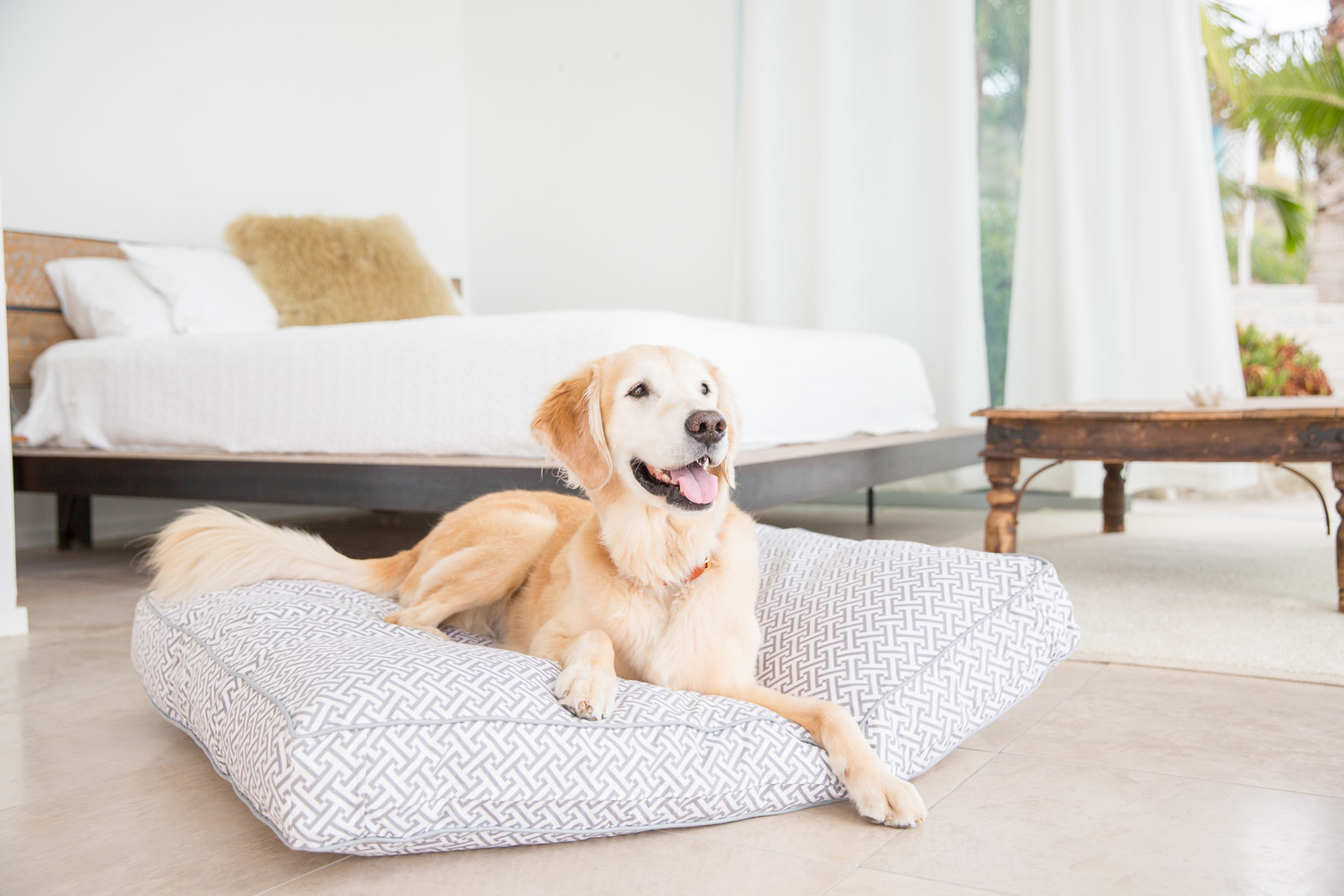 golden-retriever-jax-and-bones-dog-beds-dog-commercial.jpg