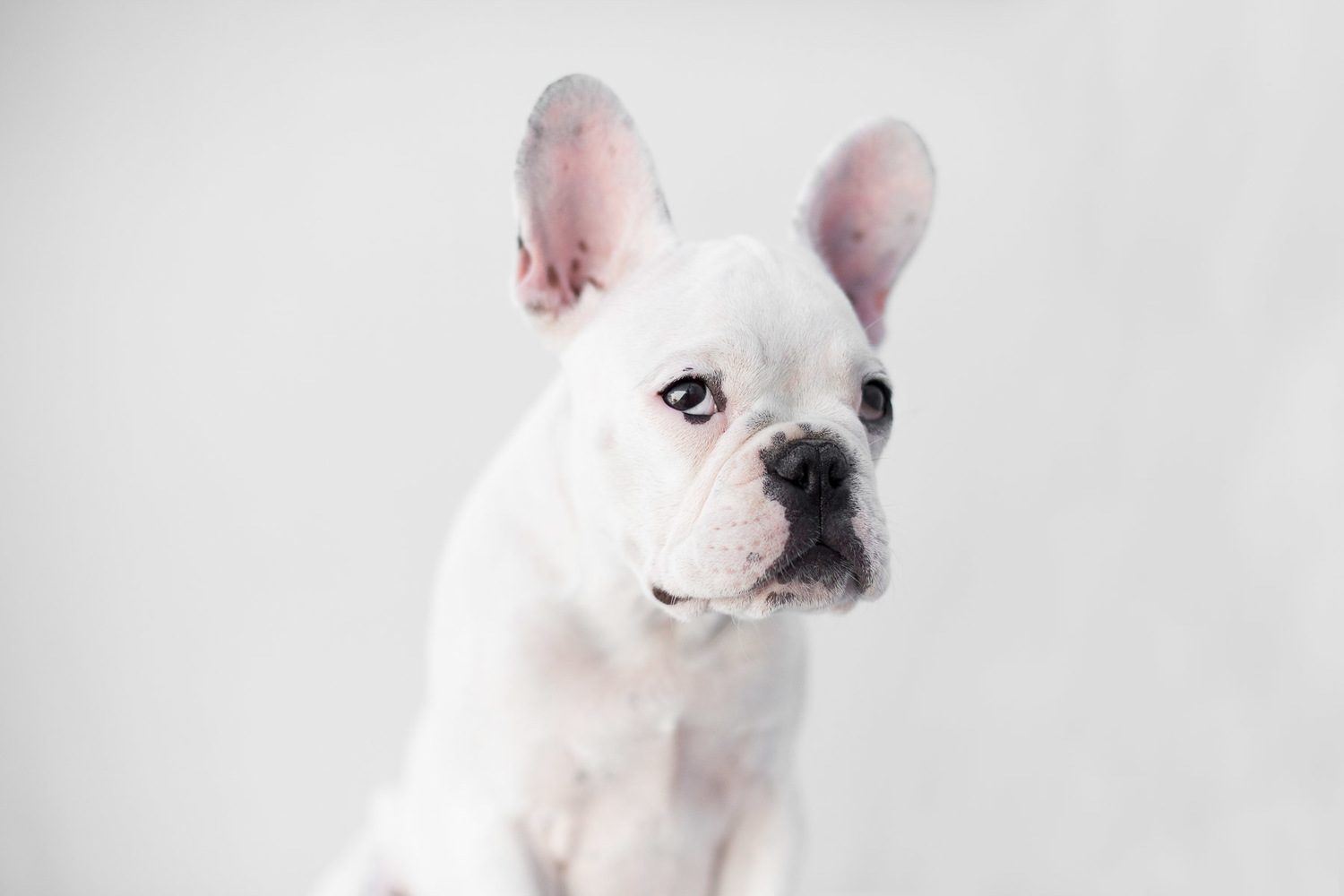 Los-angeles-best-modern-dog-pet-photographer--34.jpg