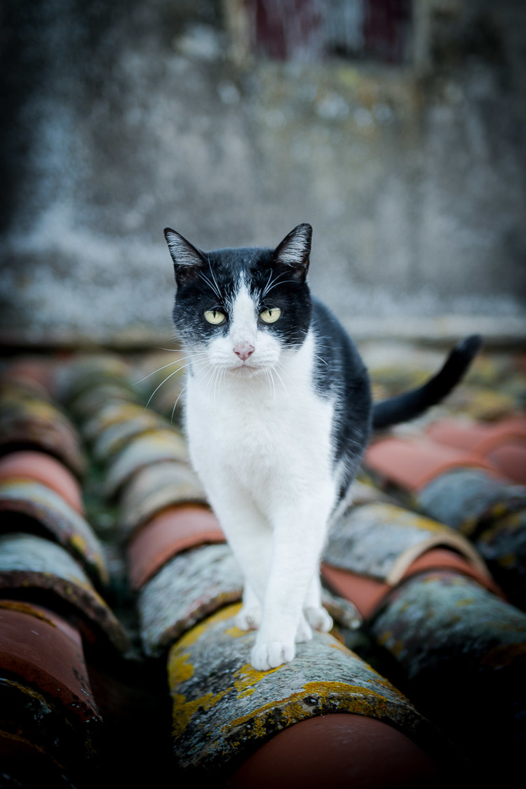 cat-walking-on-roof-photos-cat-photographer.jpg