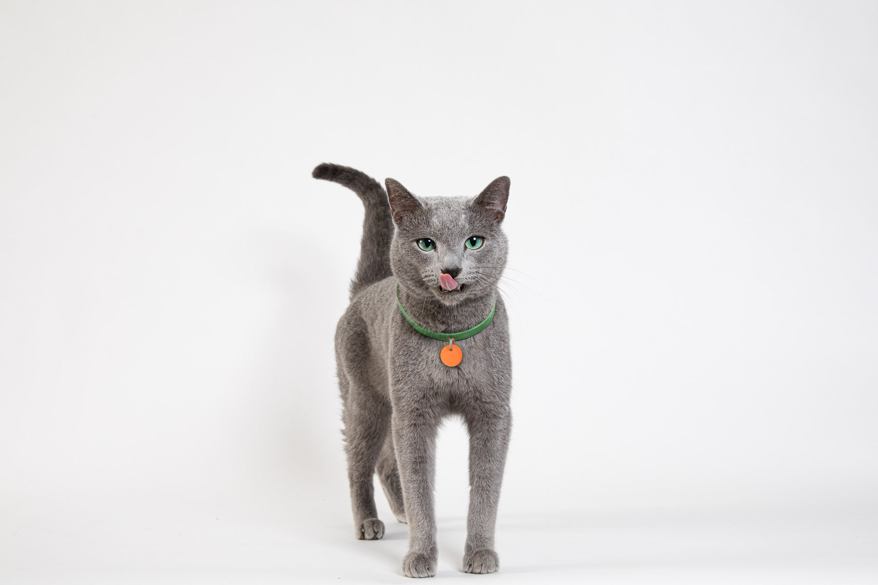 grey-cat-licking-face-animal-photographer-los-angeles-studio.jpg