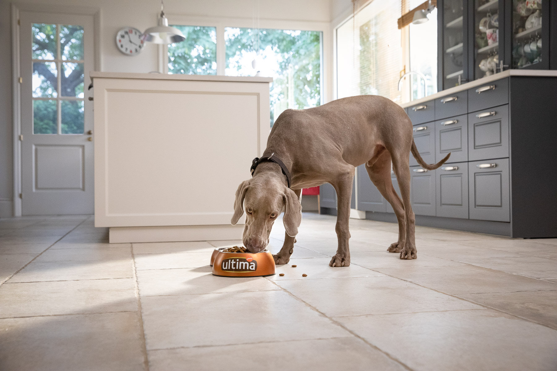weimaraner-eating-dog-food-in-kitchen-barcelona-animal-dog-photographer.jpg
