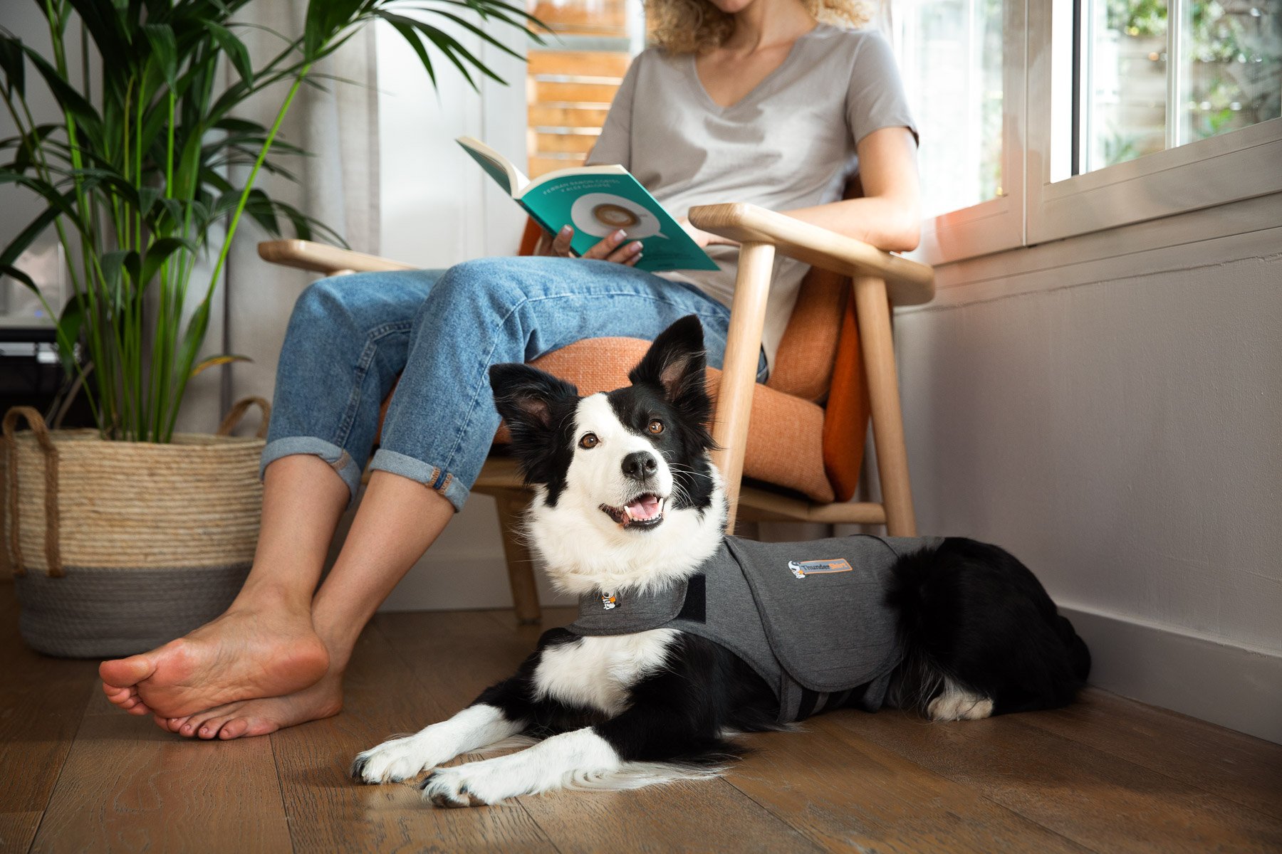 thundershirt-vest-calming-dogs-anxiety-border-collie-with-owner-chilling-pet-photos.jpg