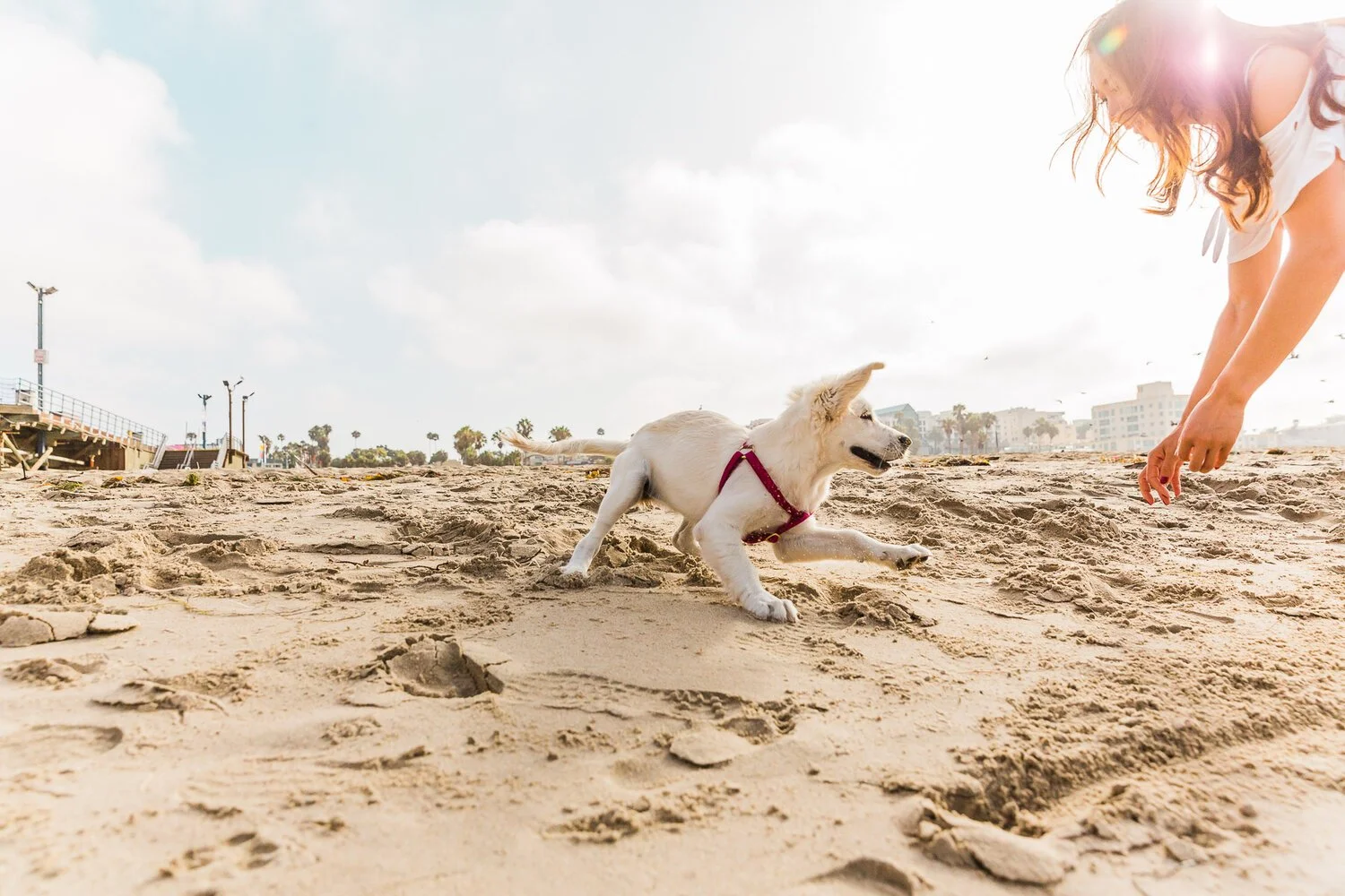 girl-playing-with-dog-beach-fetch.jpg