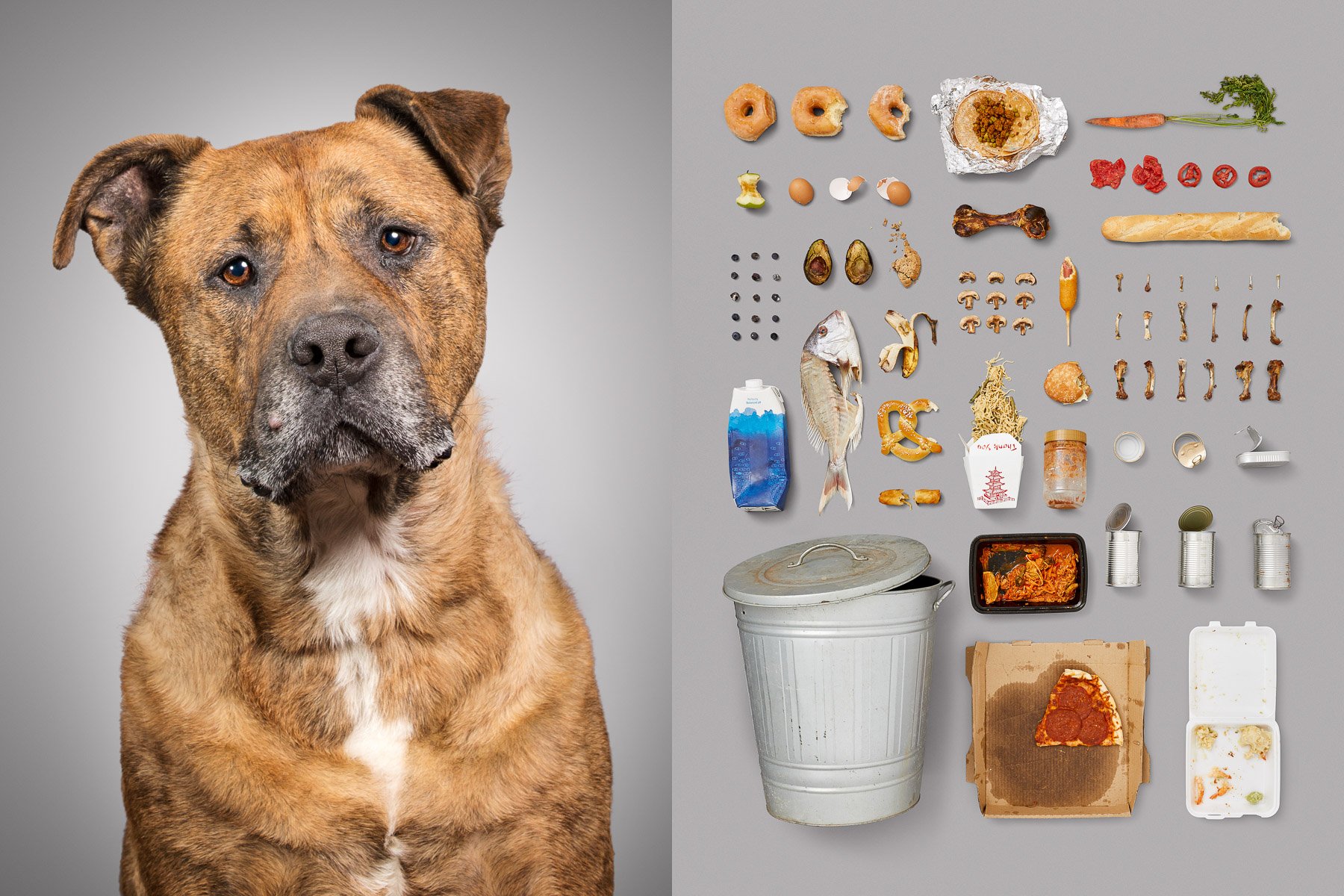 Stray-abandoned-street-dog-rescued-series-dog-portraits-knolling-rotten-food-american-diet.jpg