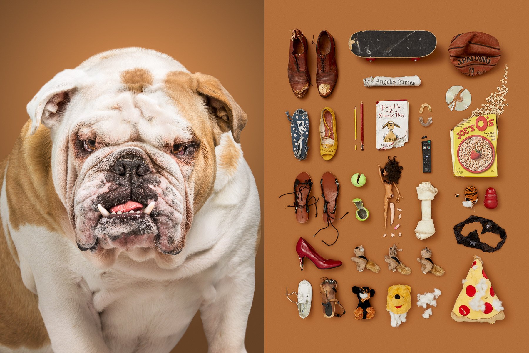 Destroyer-dog-heavy-chewer-knolling-photography-series-dog-portraits.jpg