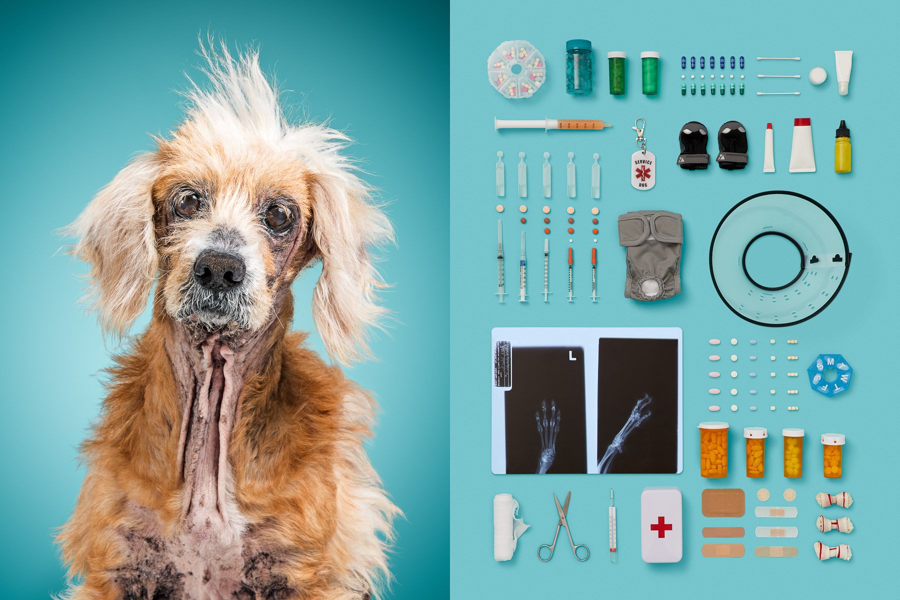 Old-senior-series-dog-portraits-knolling-medical-pills-objects-animal-photographer.jpg