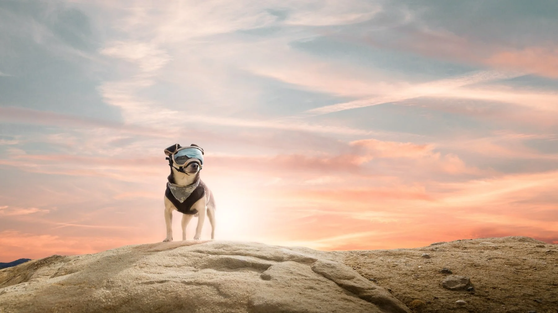 Tail of 20 cities - My Story with my Dog Riff