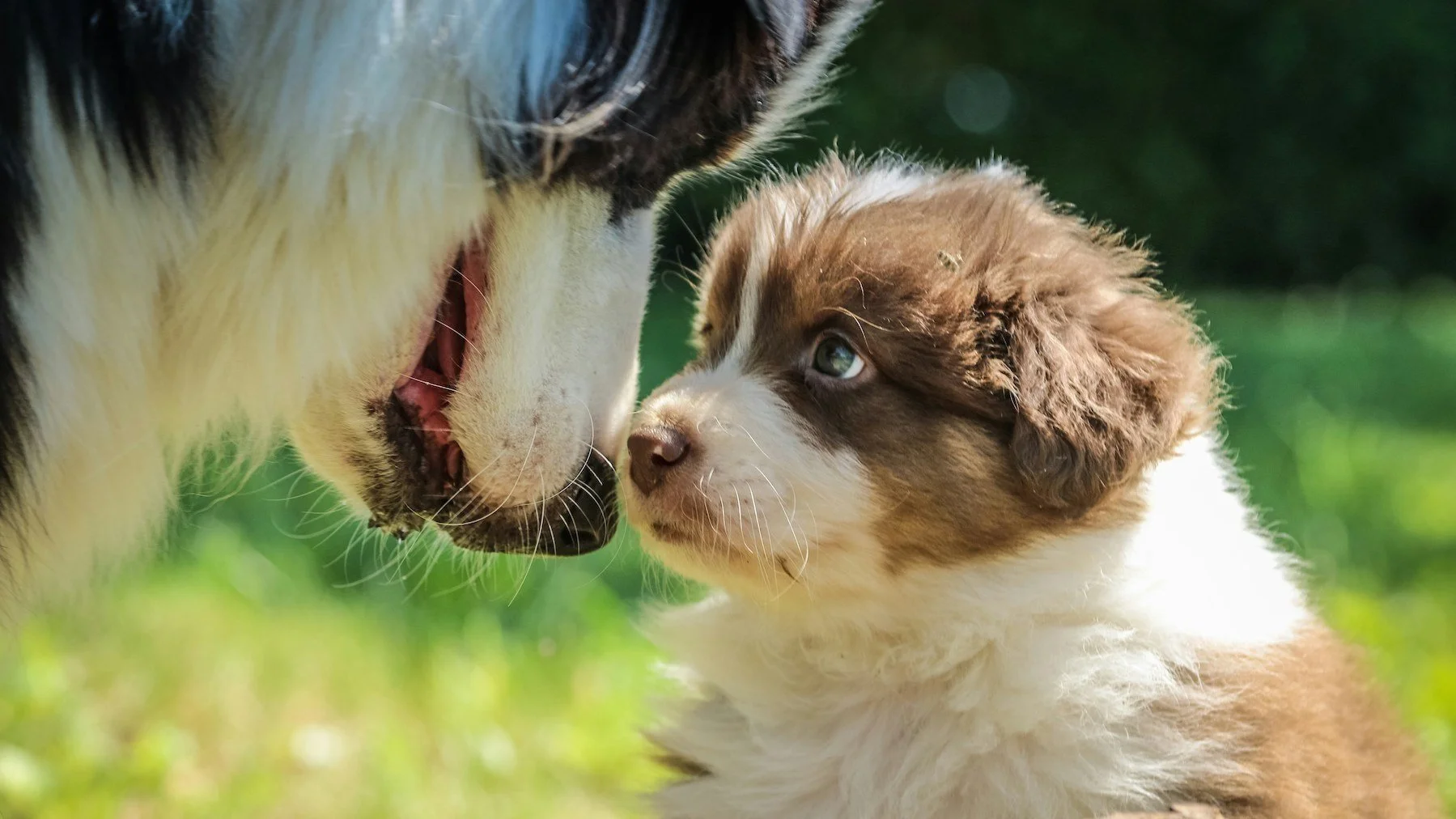 How to Socialize Your Puppy - Tips For Raising a Friendly Dog