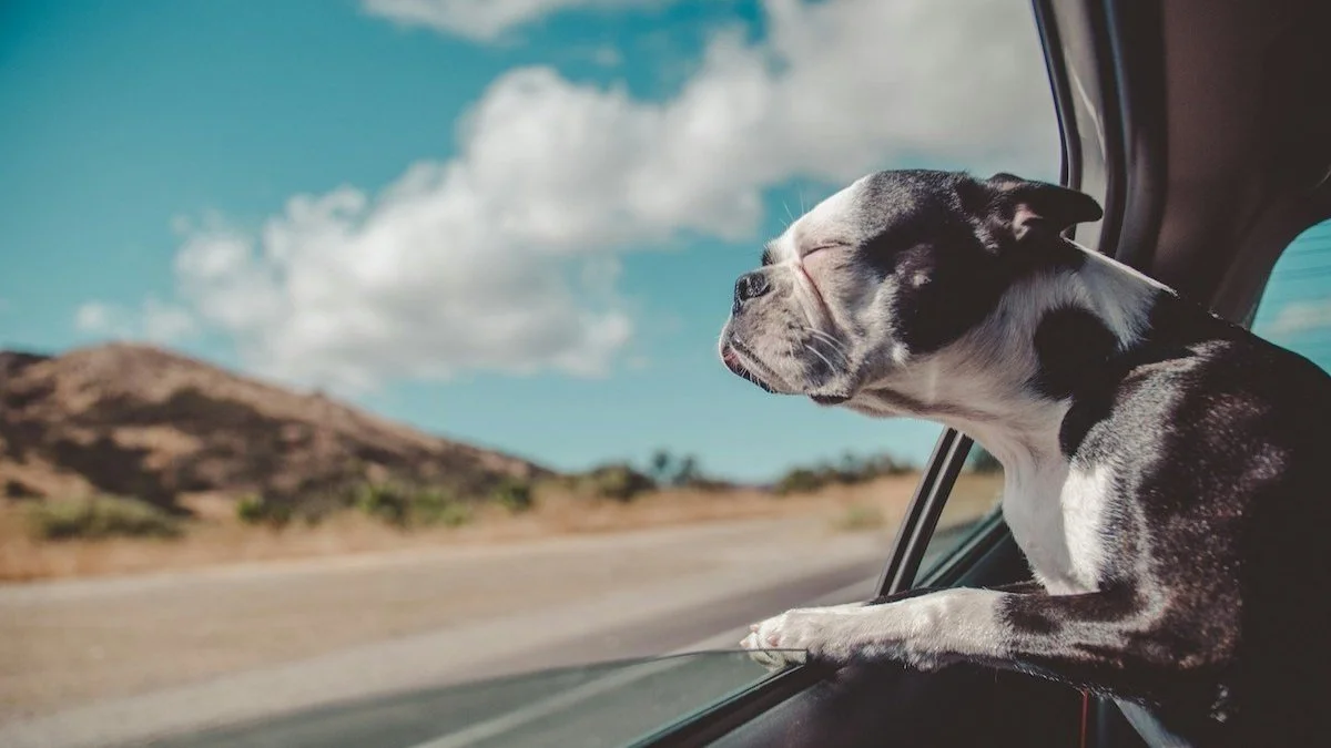 Tips for Keeping Pets Safe While Traveling