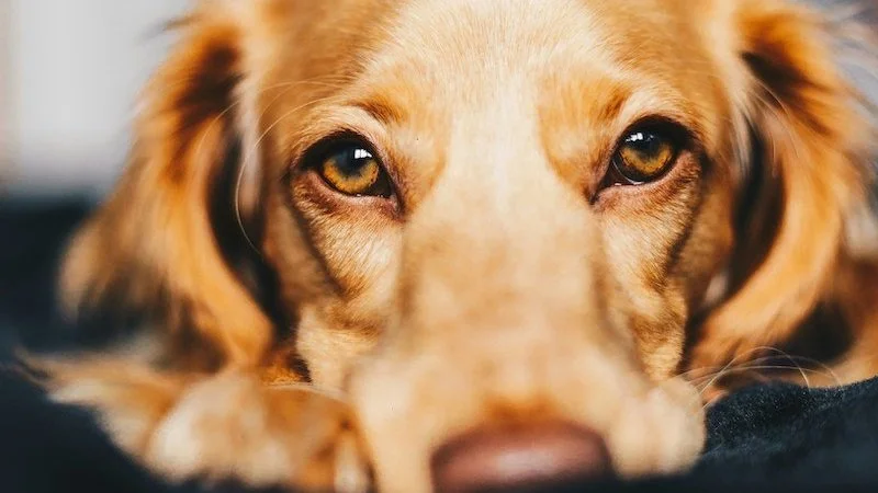 The Ultimate Guide for Pet Owners: Tips to Pets Care