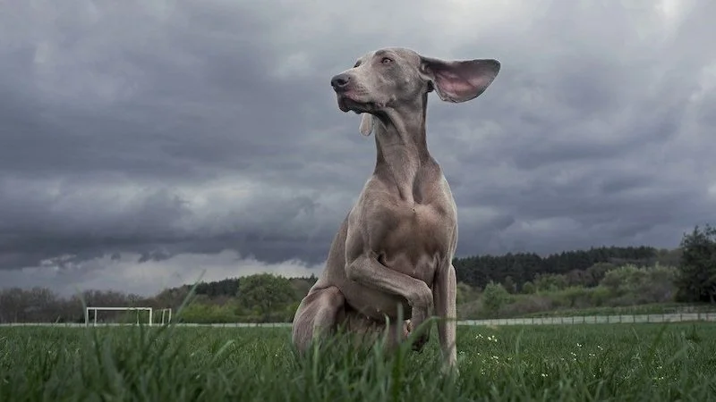 Creating Timeless Pet Portraits: Blending Traditional &amp; Digital Photography