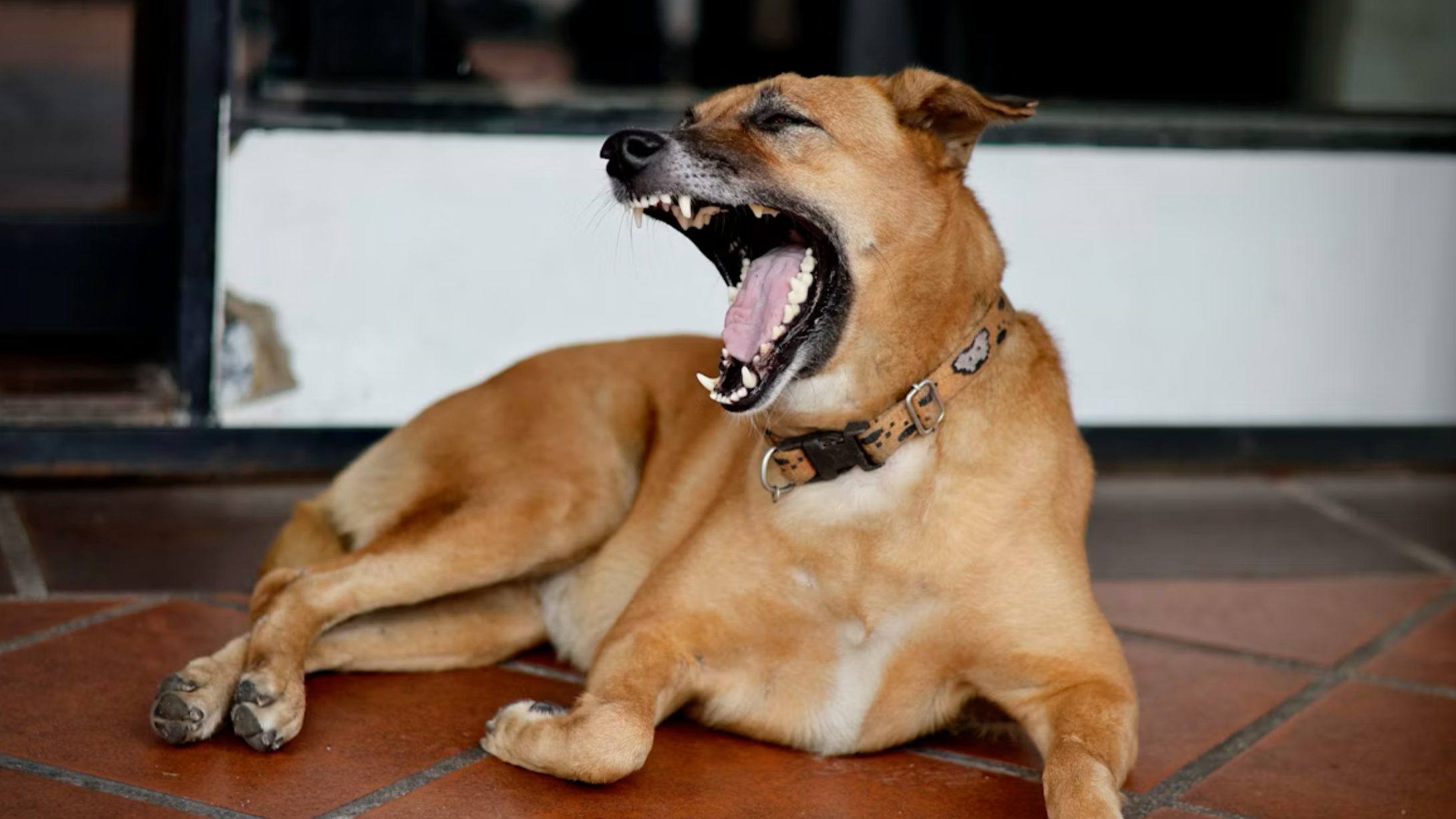 Common Dog Training Mistakes That Trigger Aggression in Pets