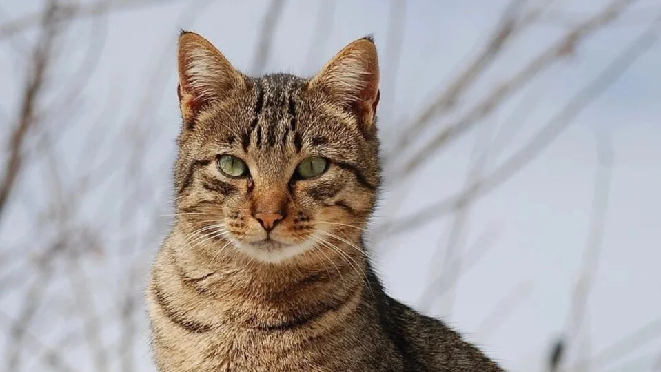 How To Transform Photos into Videos With AI