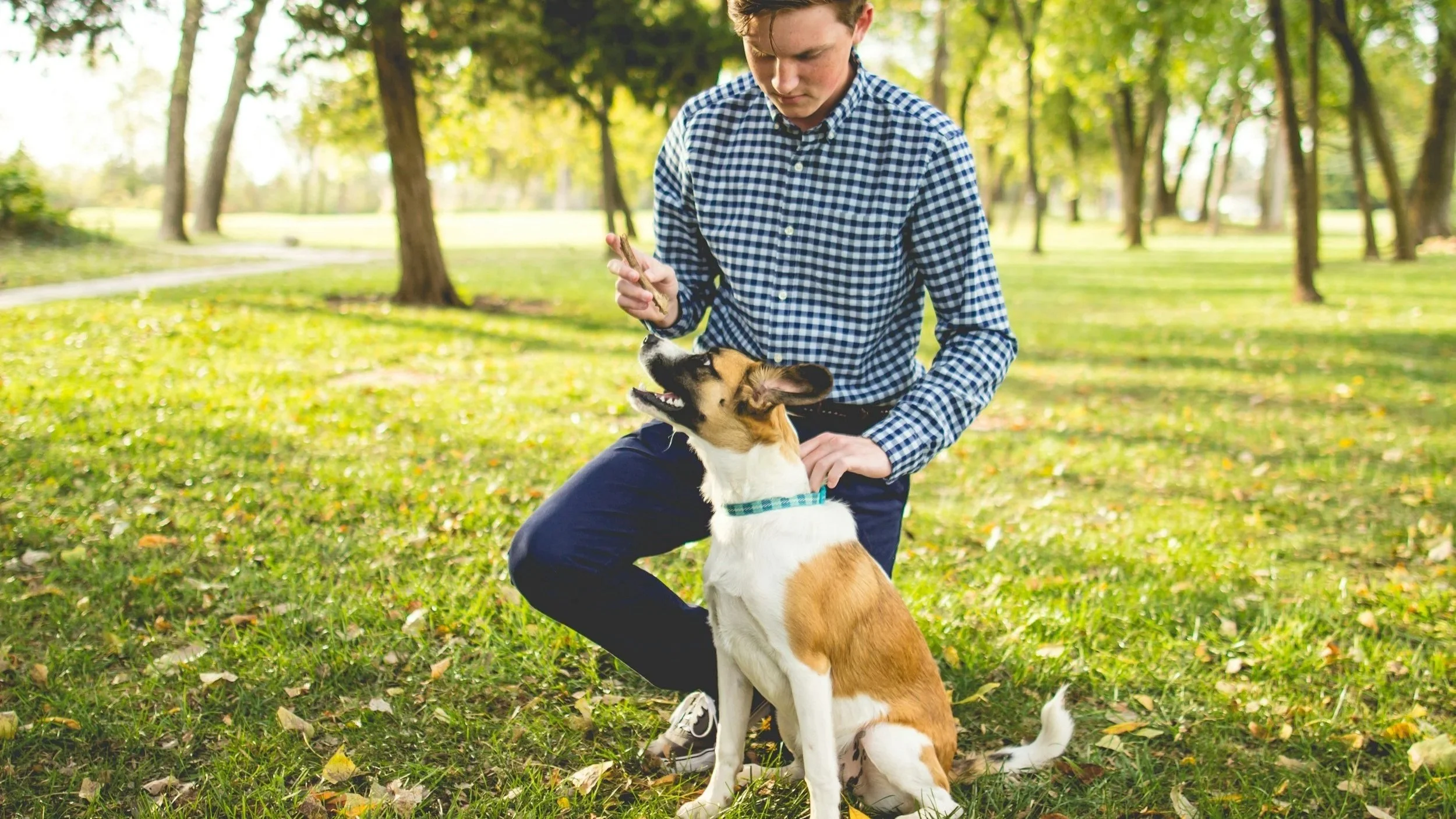 How Professional Dog Training Creates Safer, More Reliable Family Dogs