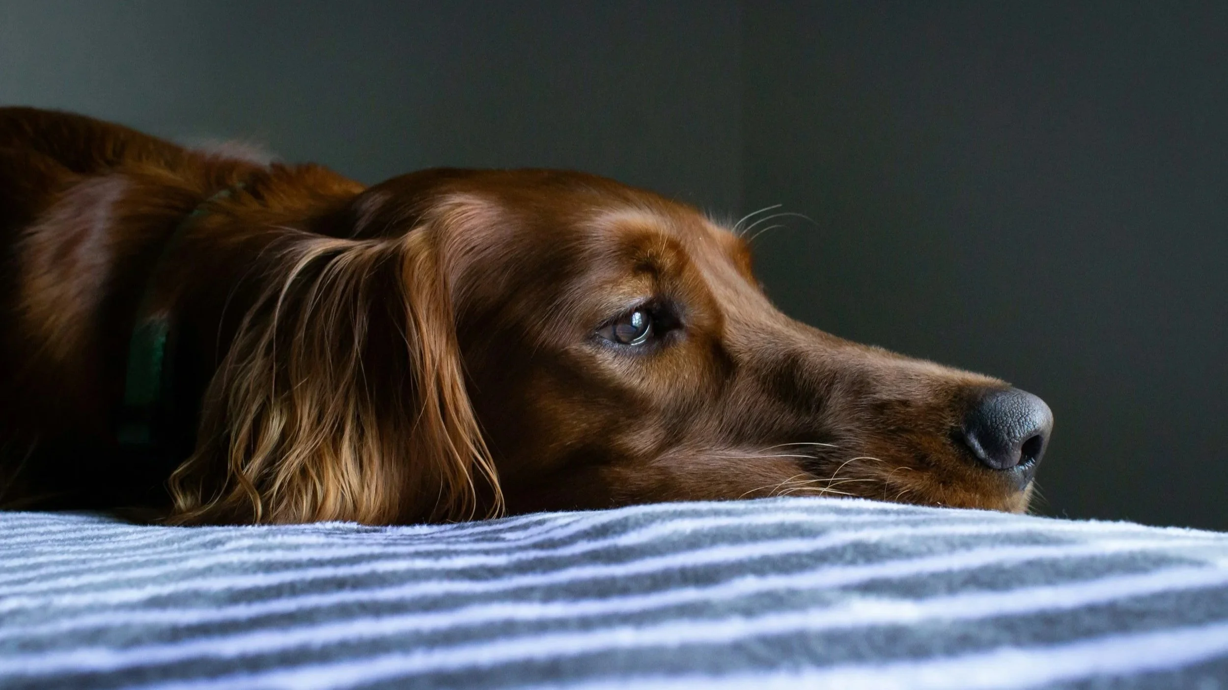 How Elbow Dysplasia in Dogs Changes Your Daily Routine as a Pet Owner