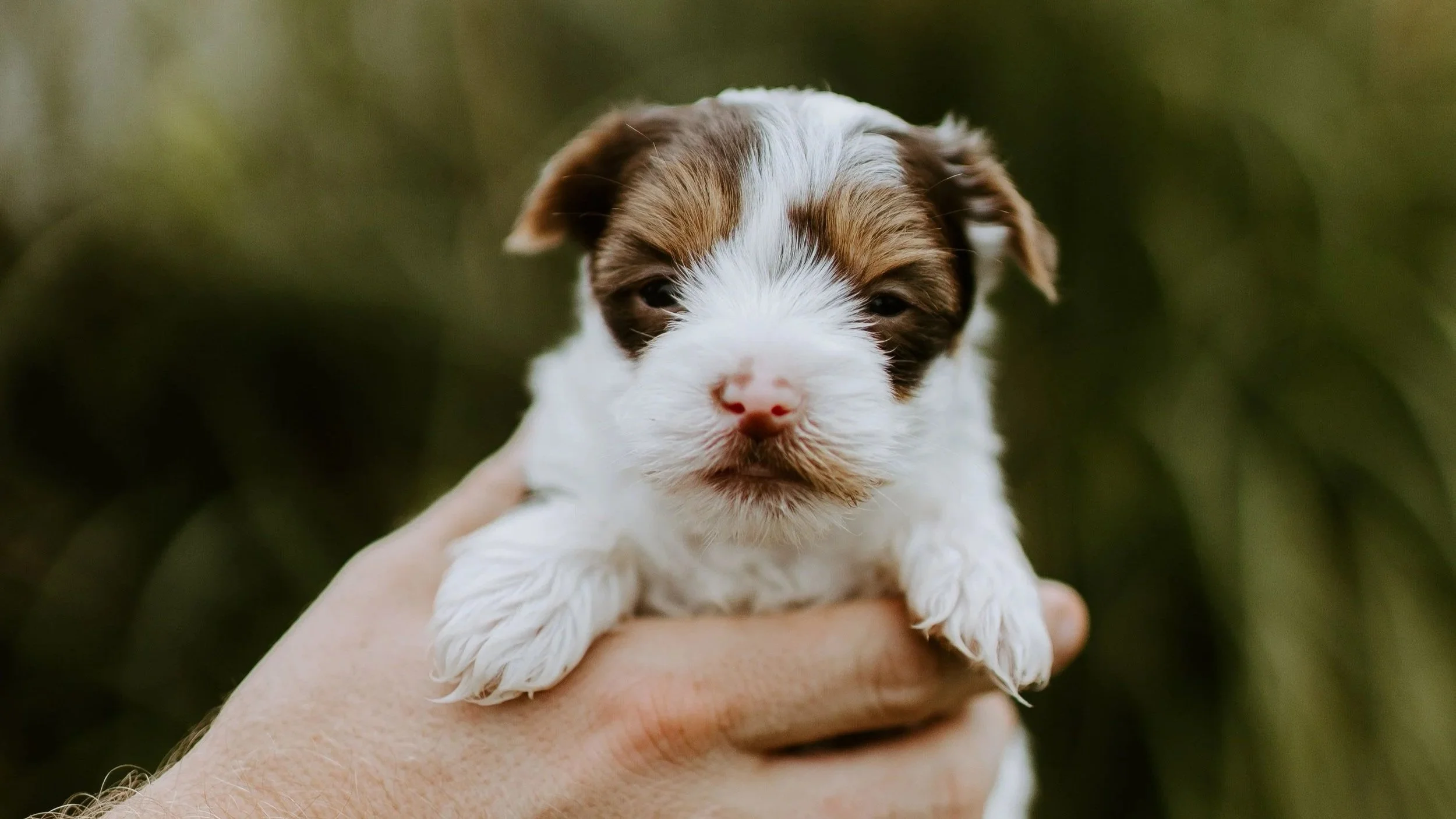 Why Early Puppy Socialization Shapes Your Dog for Life: Expert Tips for New Owners