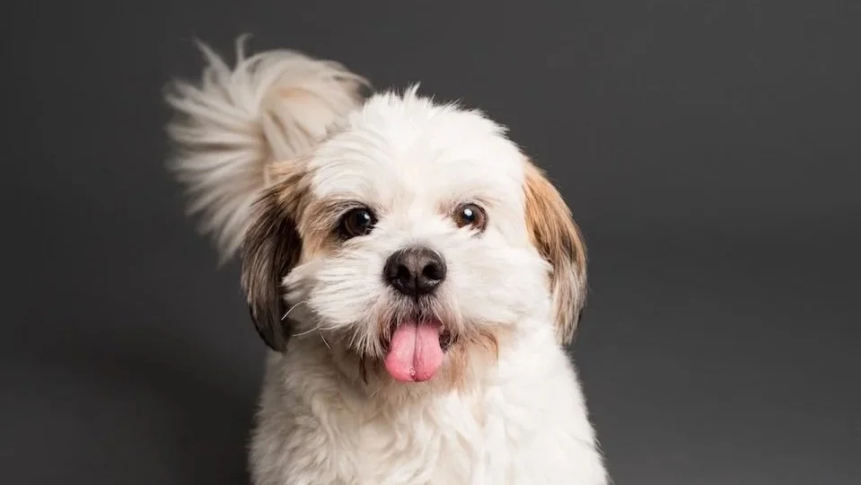 How to Groom Your Shichon: Step-by-Step Guide for a Healthy, Happy Dog